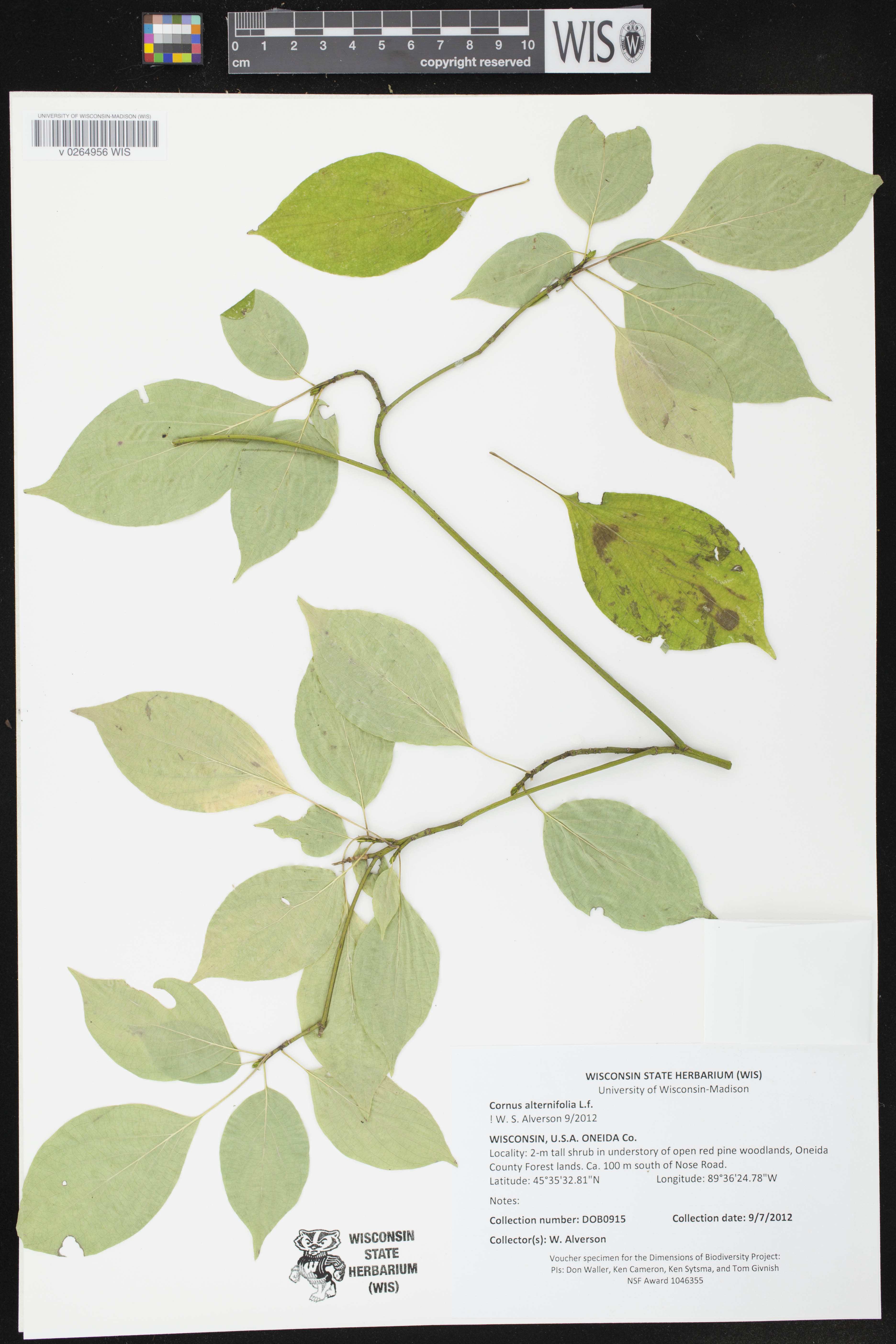 Cornus alternifolia image