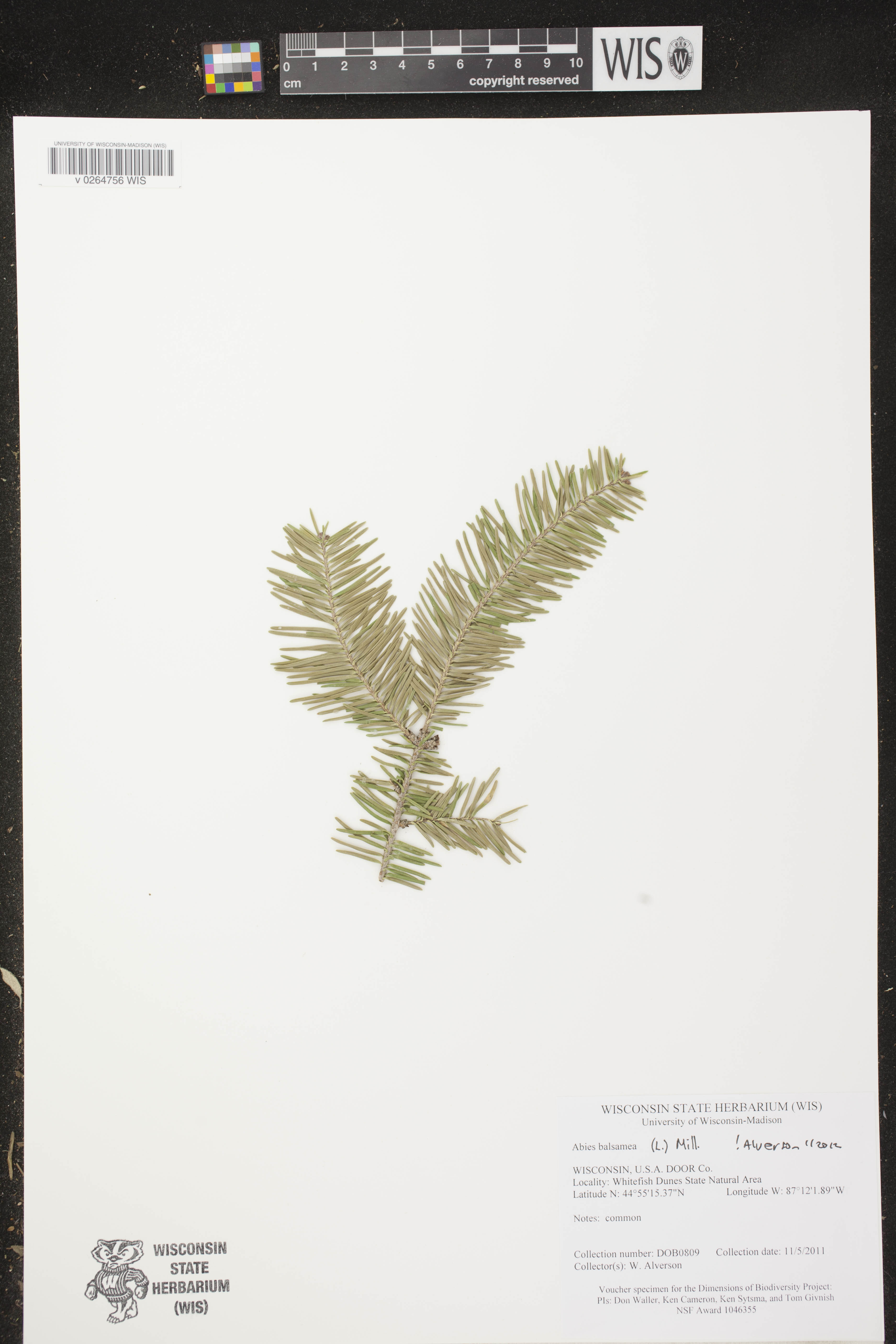 Abies balsamea image