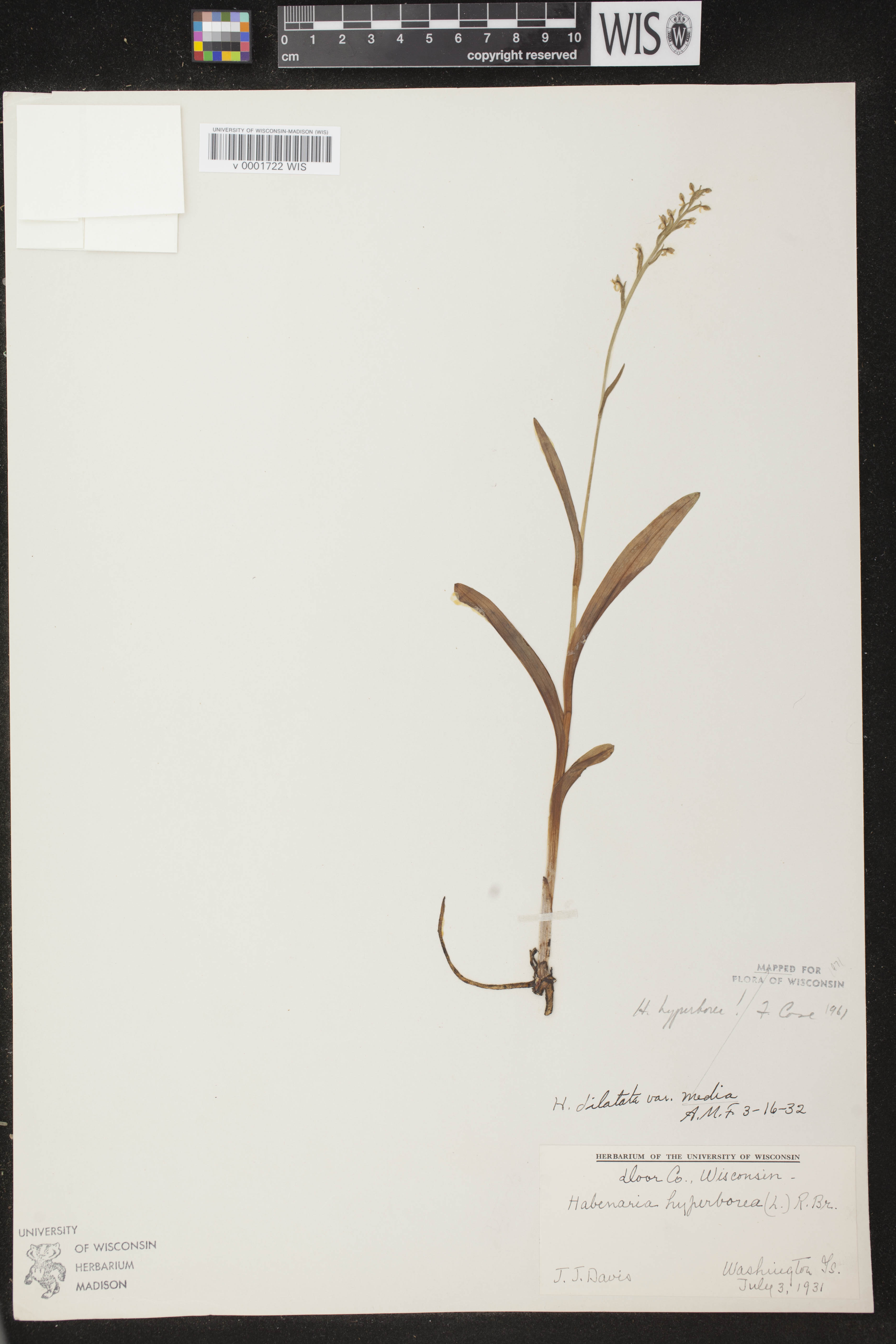 Platanthera huronensis image