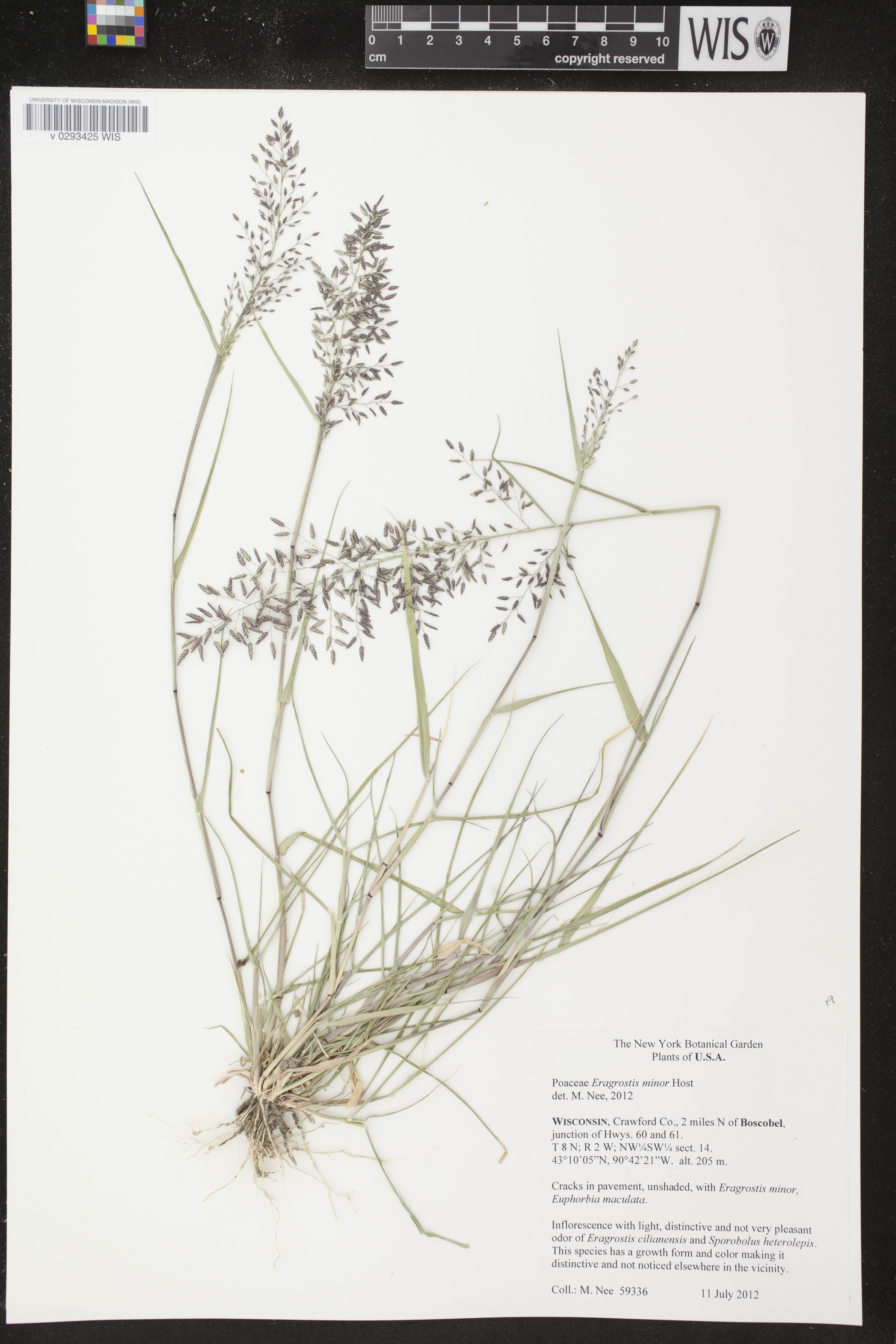 Eragrostis minor image