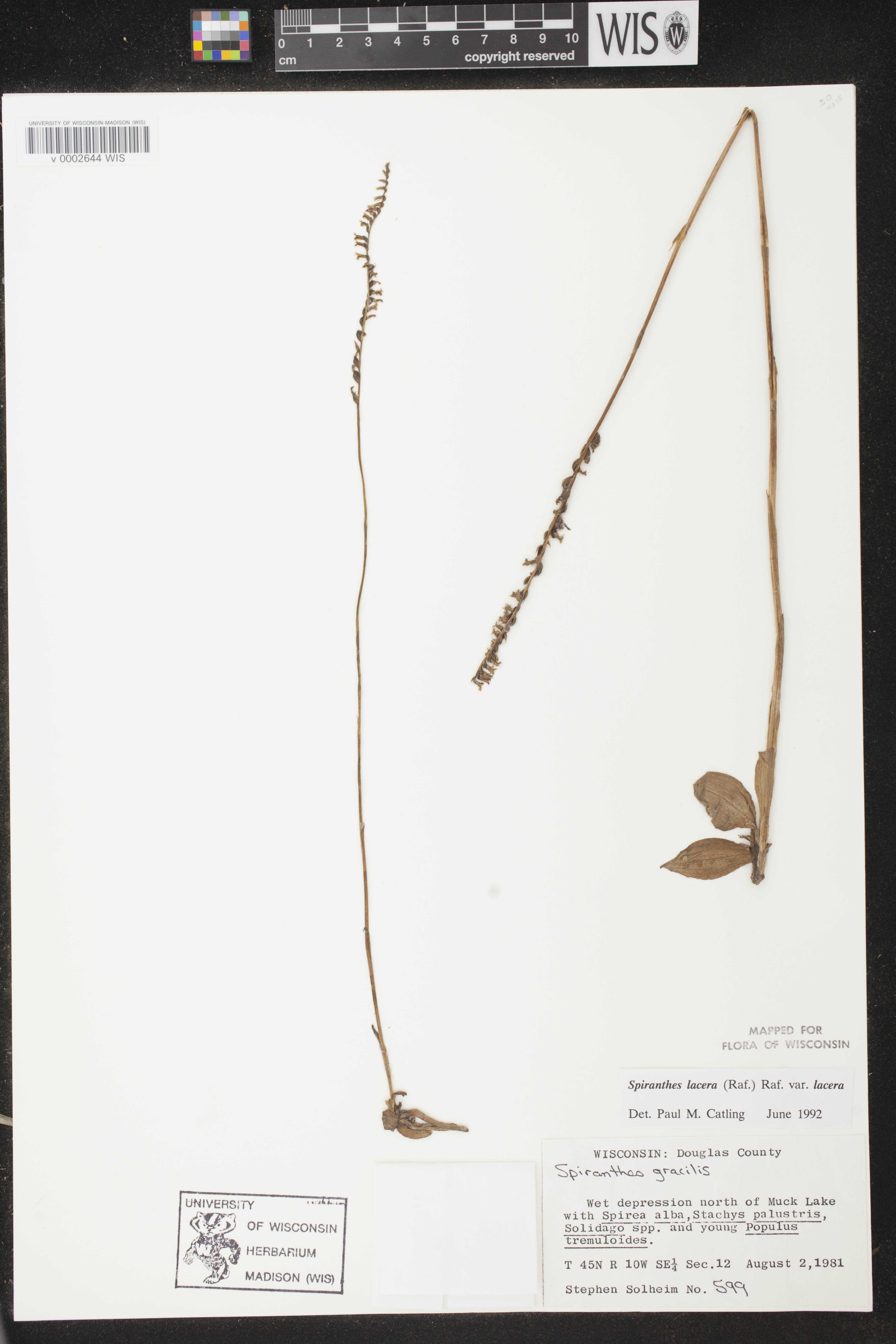 Spiranthes lacera var. lacera image