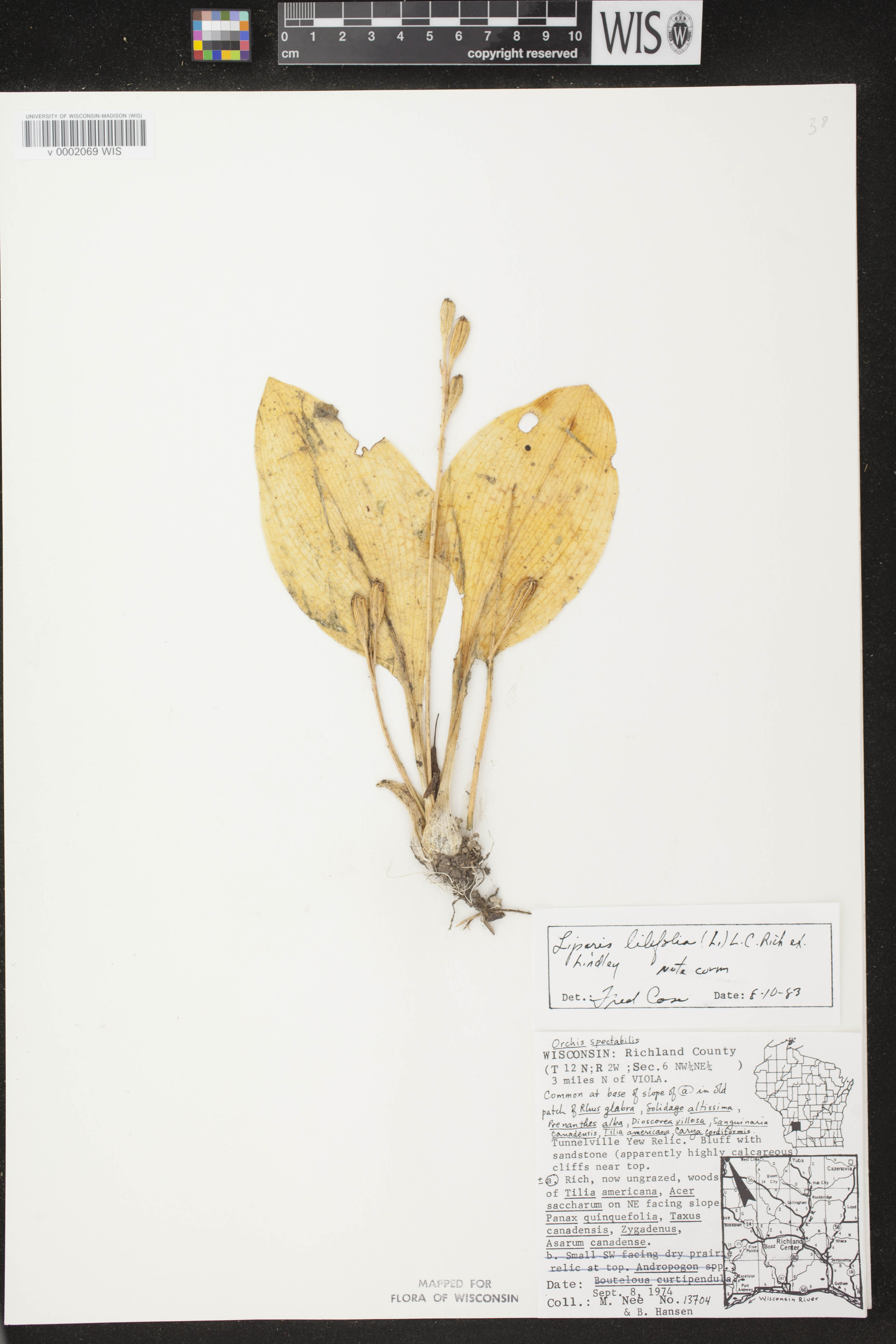 Liparis liliifolia image