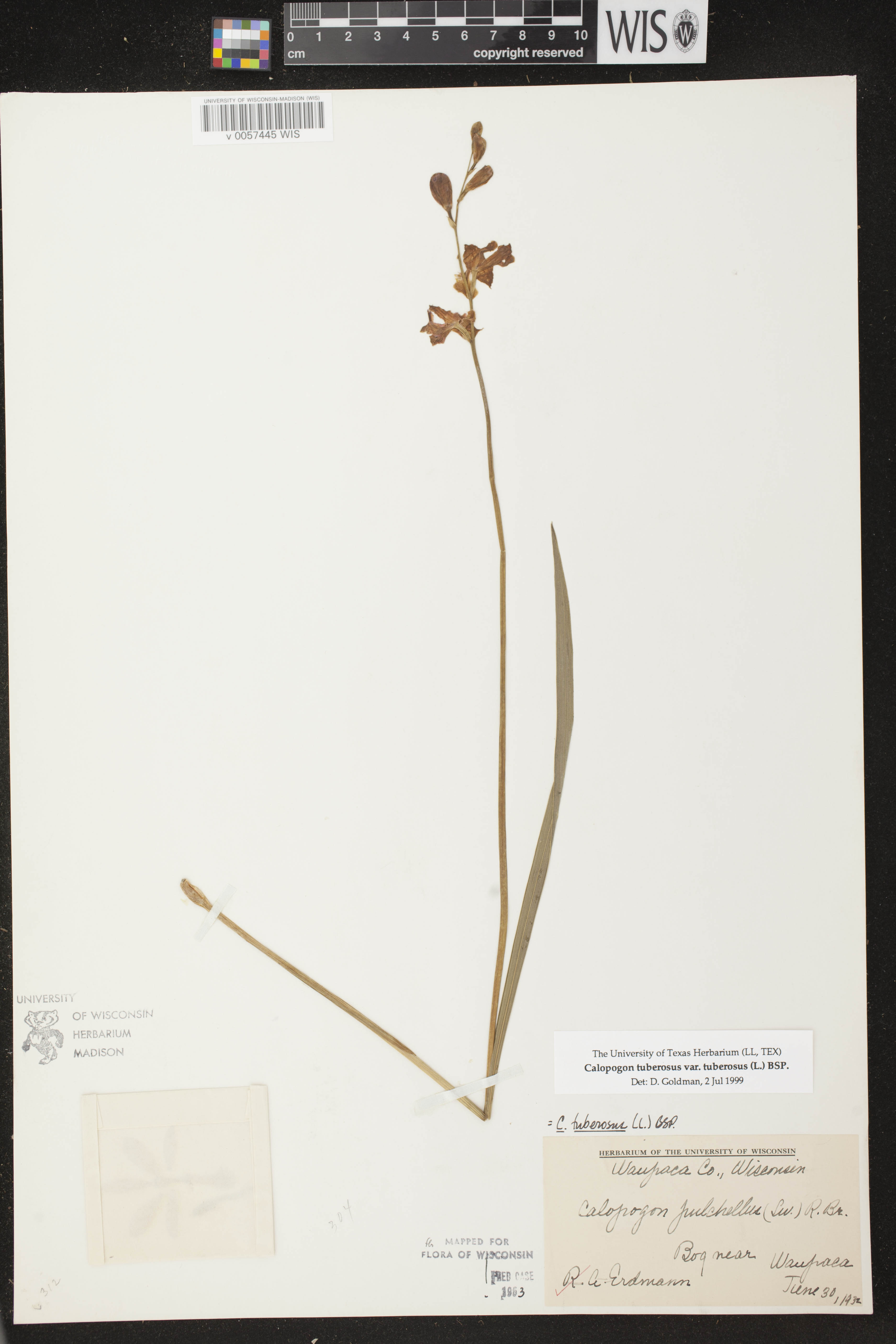 Calopogon tuberosus var. tuberosus image