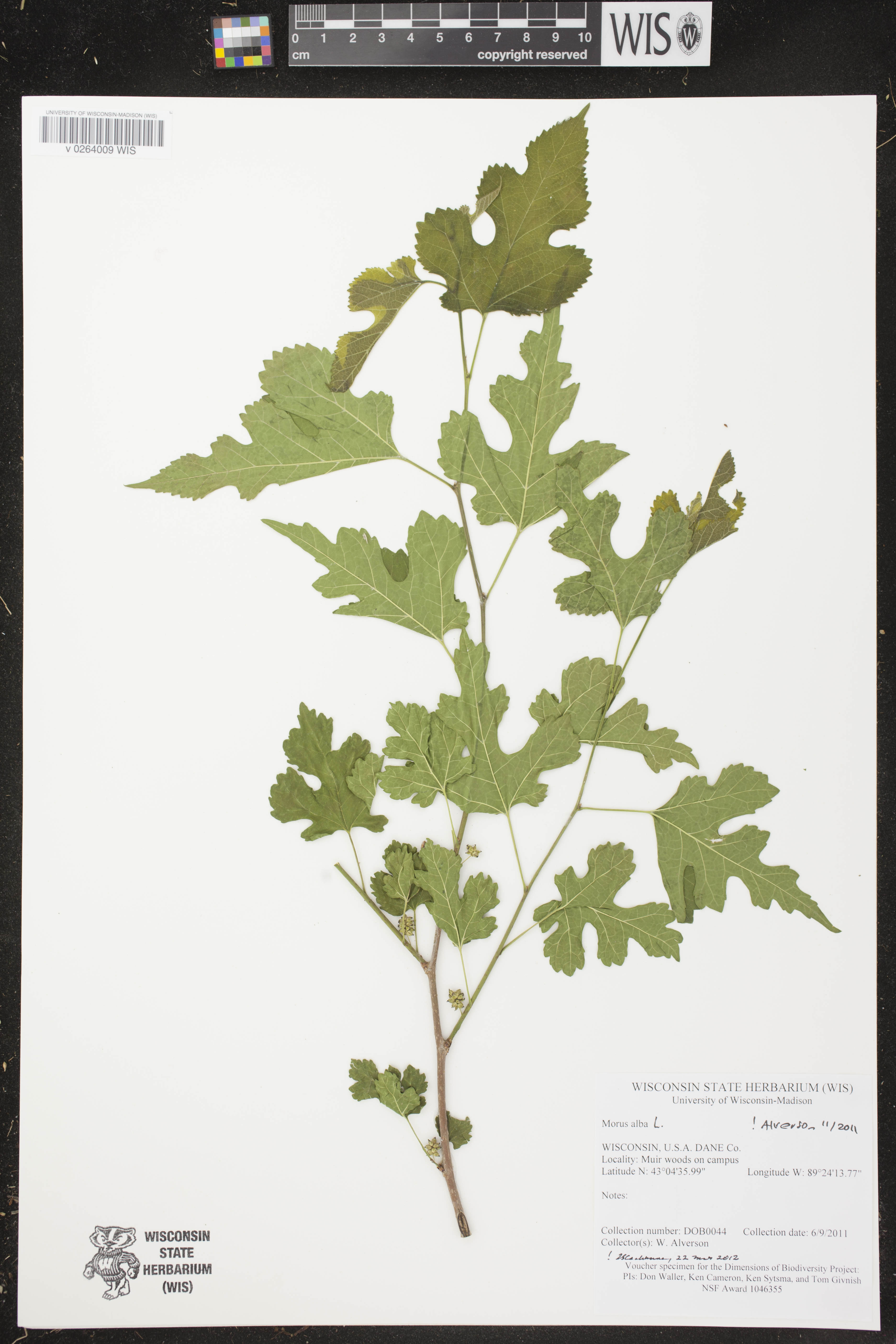 Morus alba image