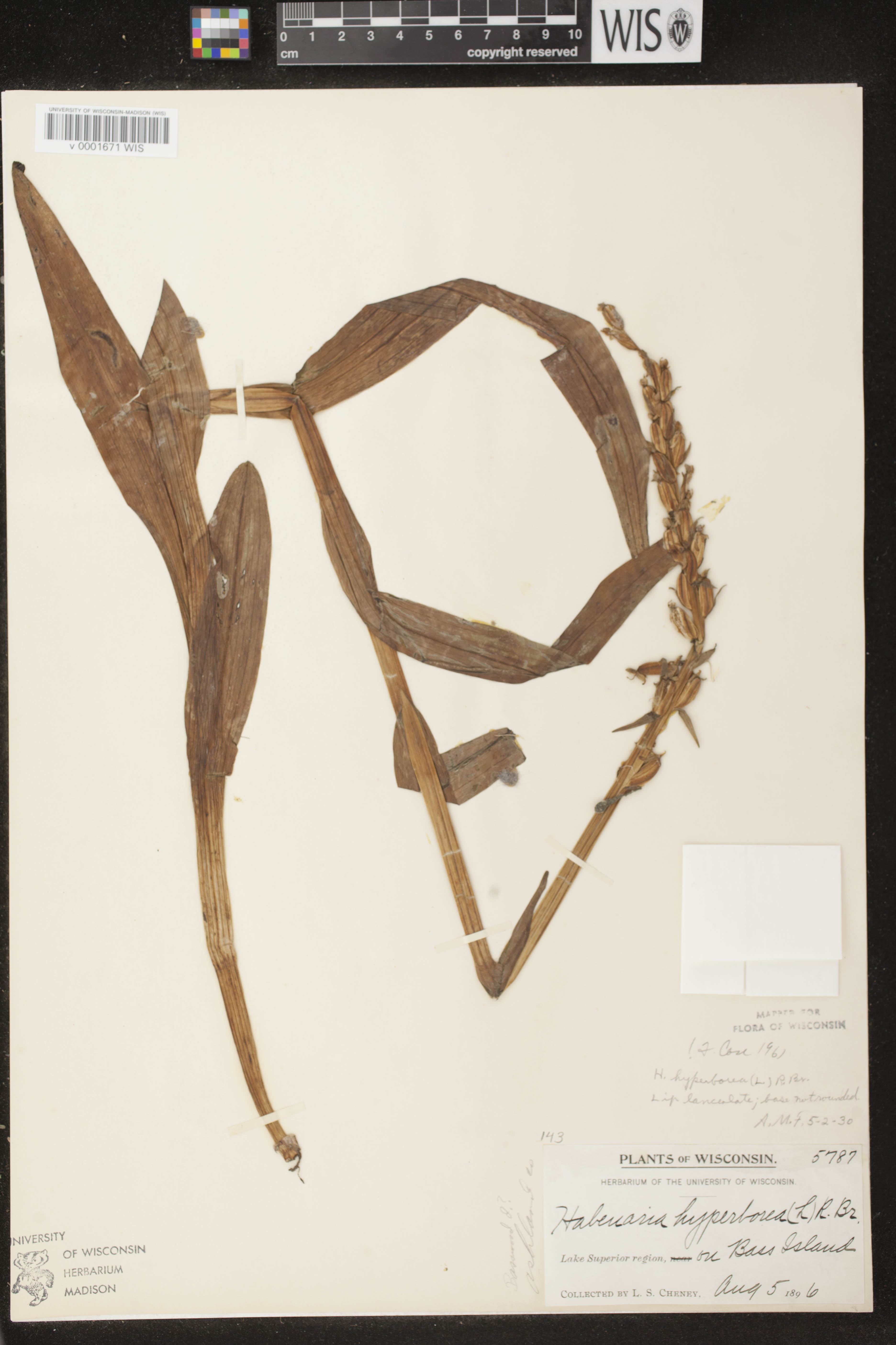 Platanthera huronensis image
