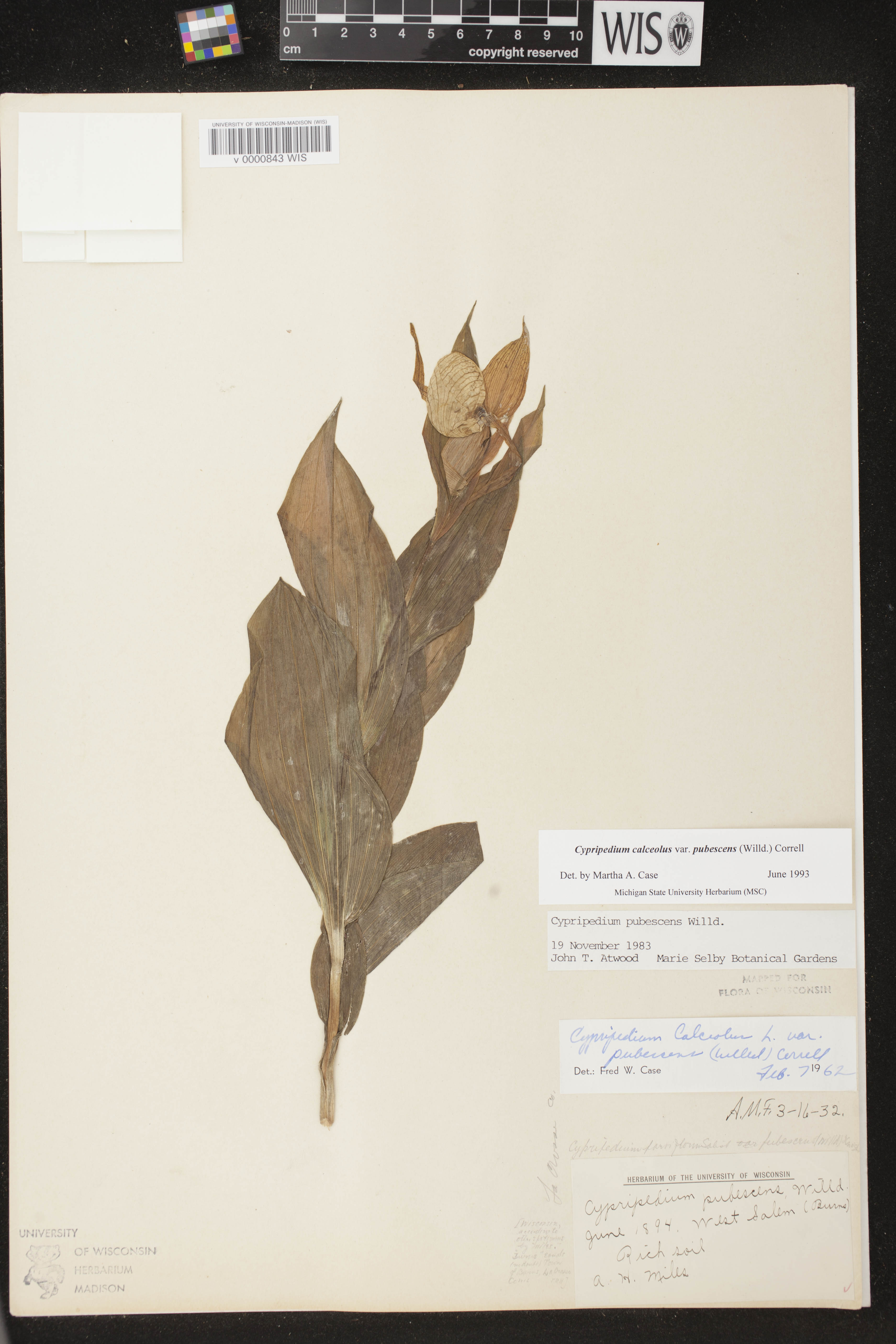 Cypripedium parviflorum var. pubescens image
