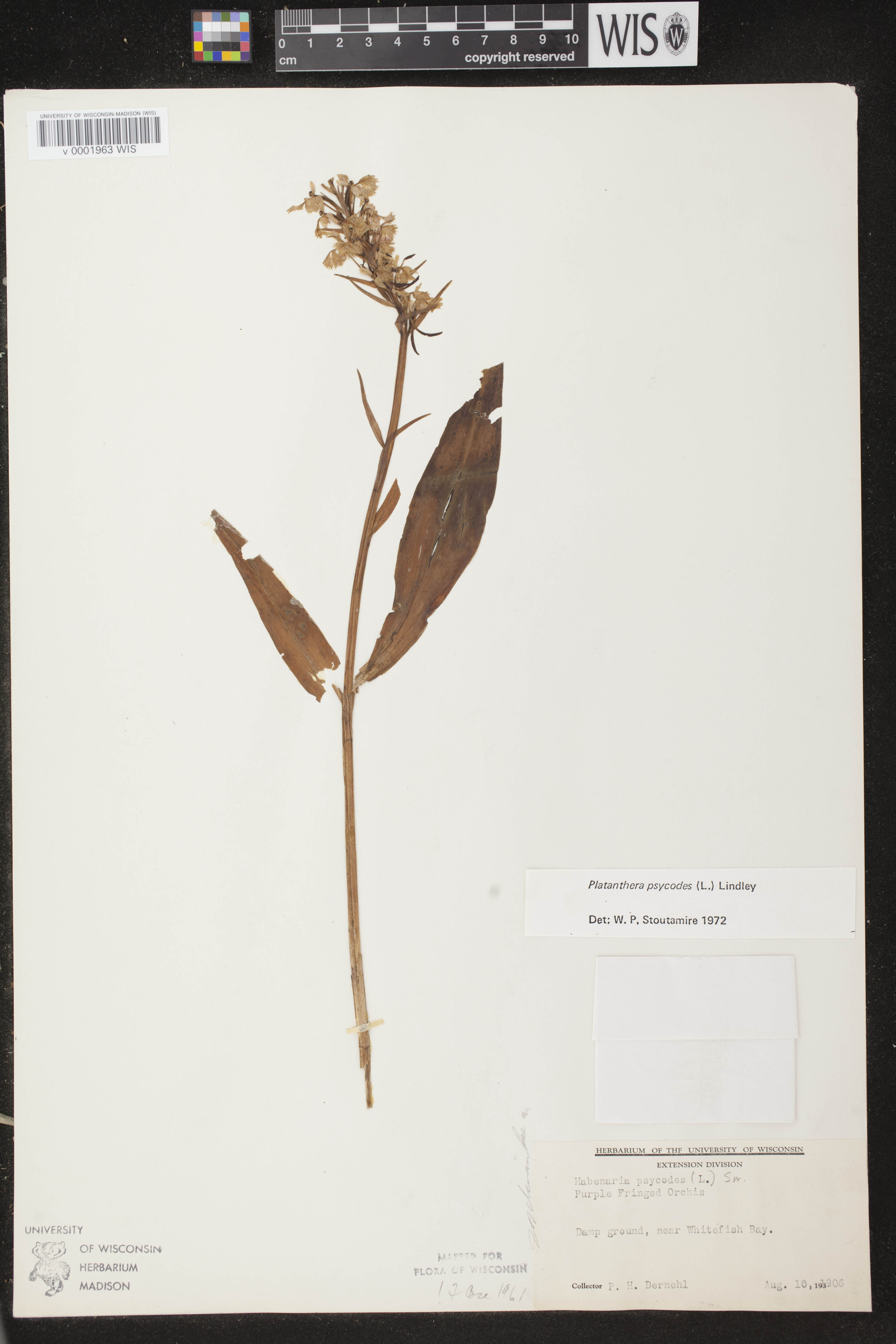Platanthera psycodes image