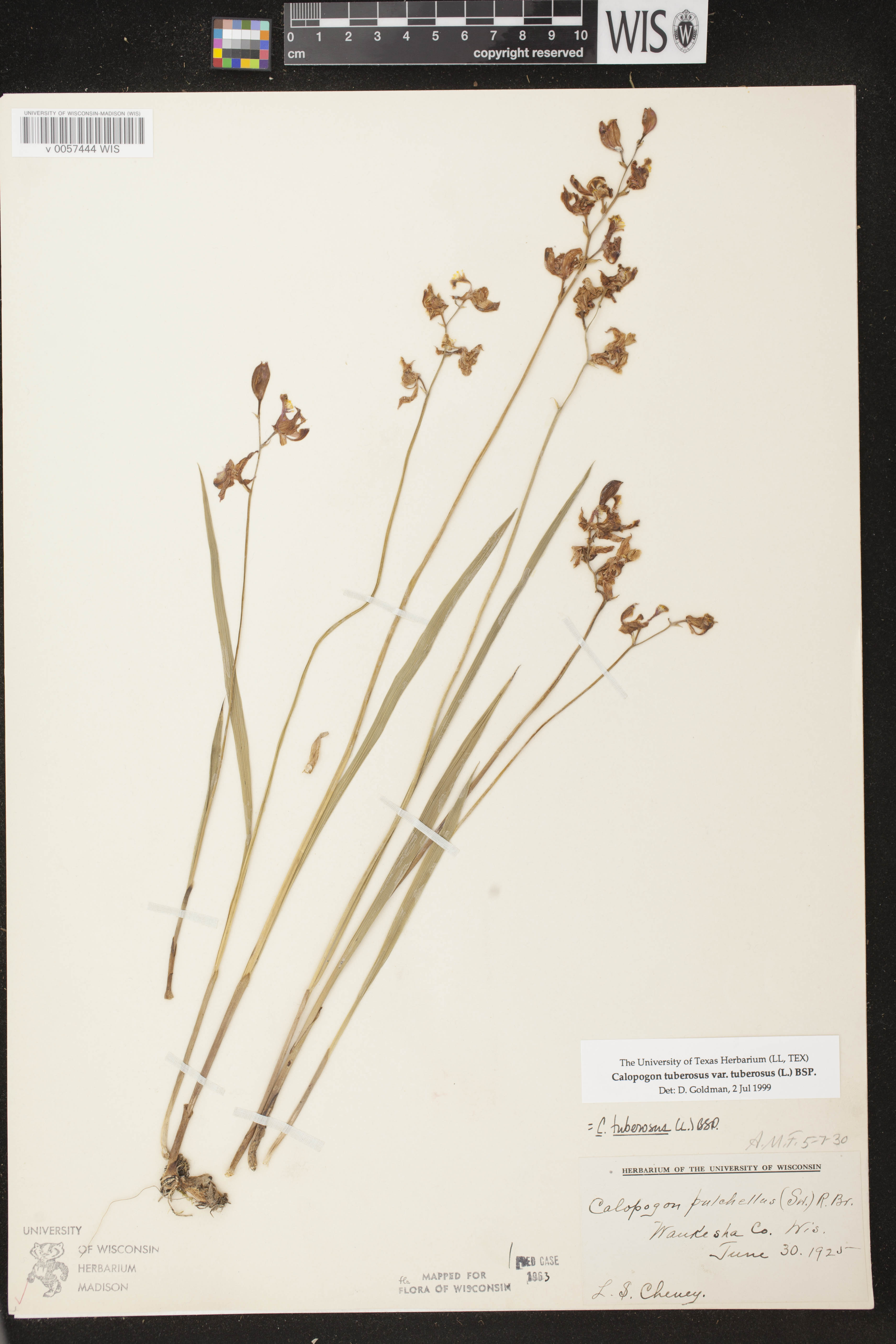 Calopogon tuberosus var. tuberosus image