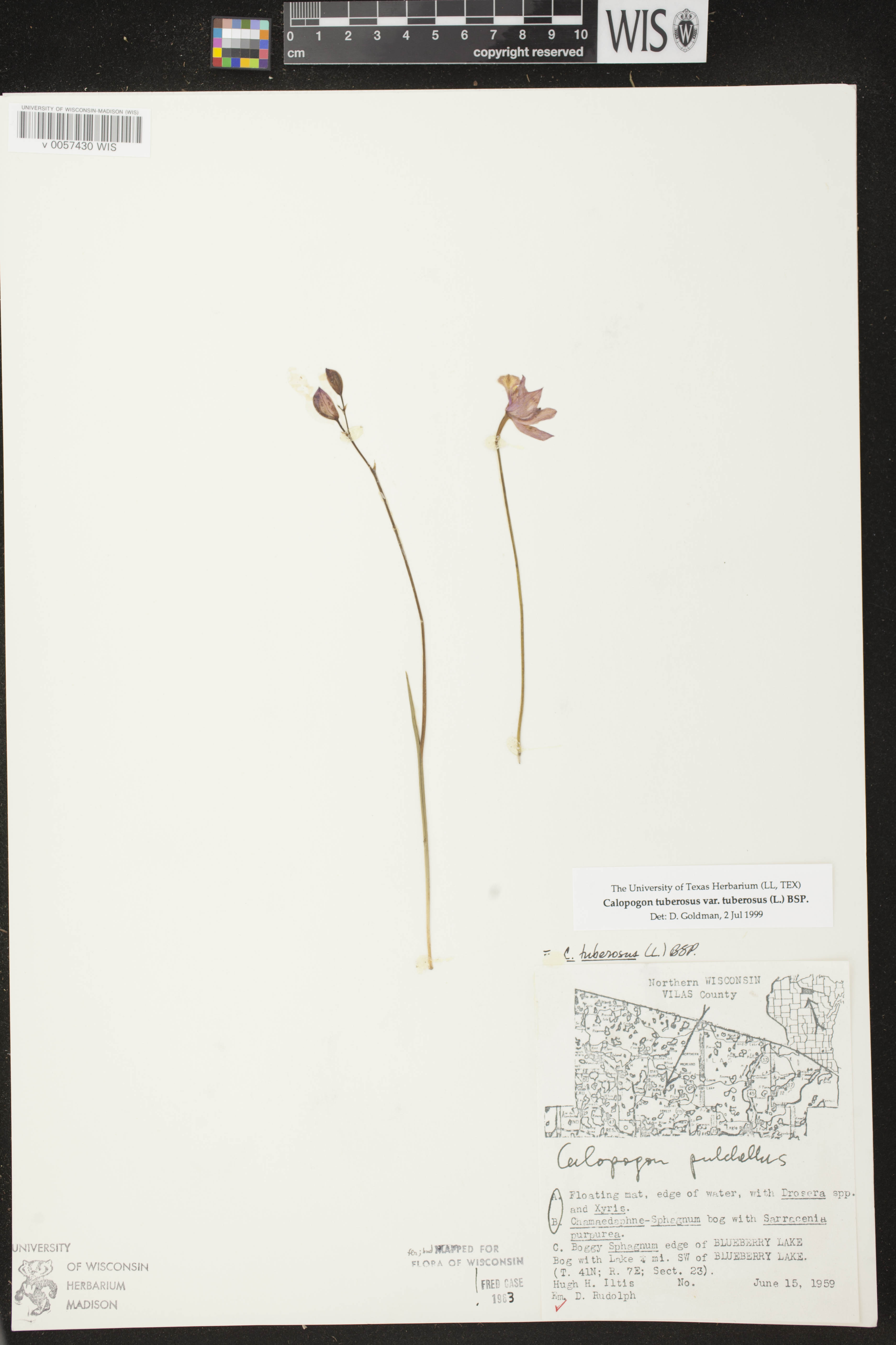 Calopogon tuberosus var. tuberosus image