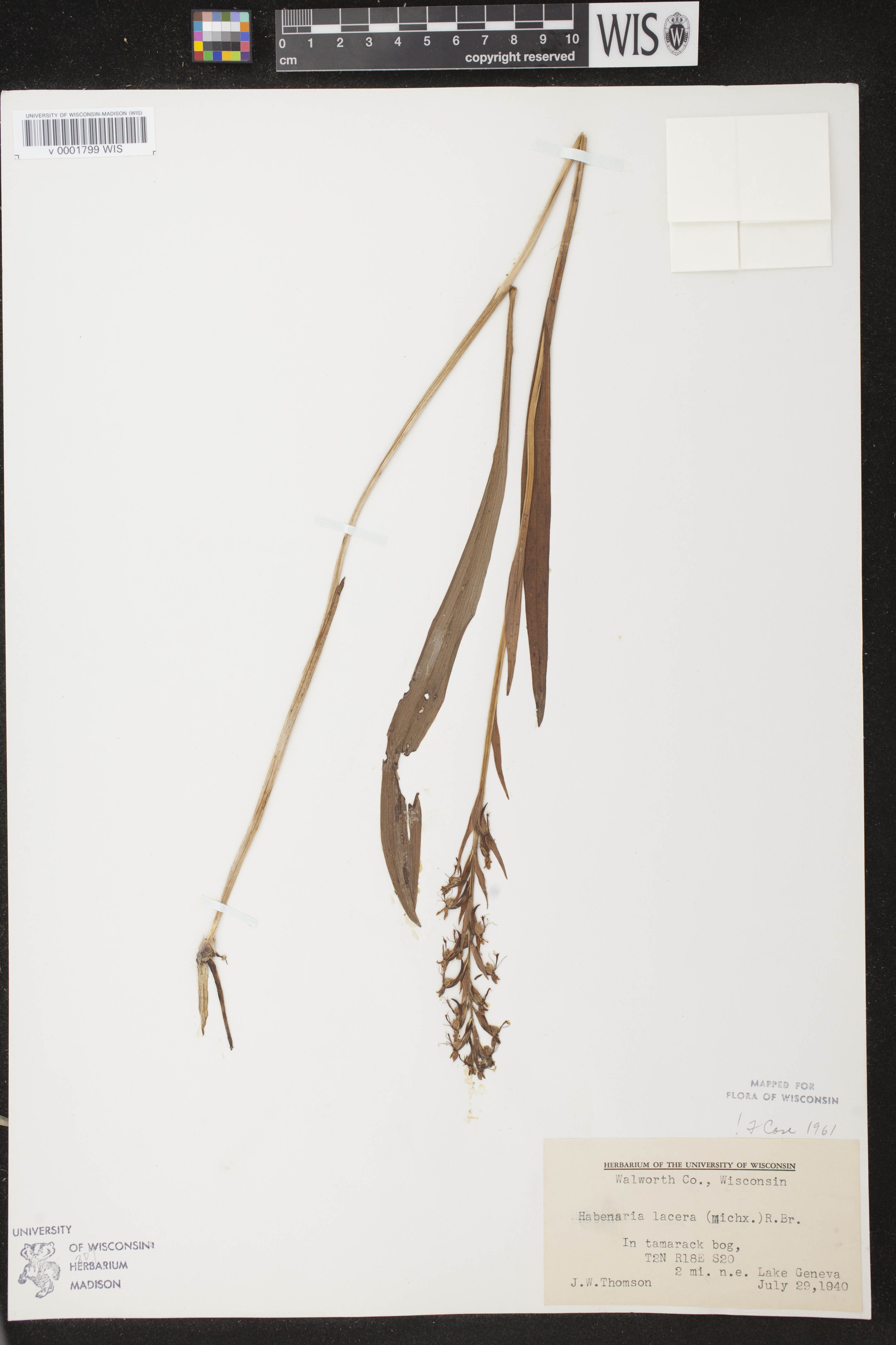 Platanthera lacera image