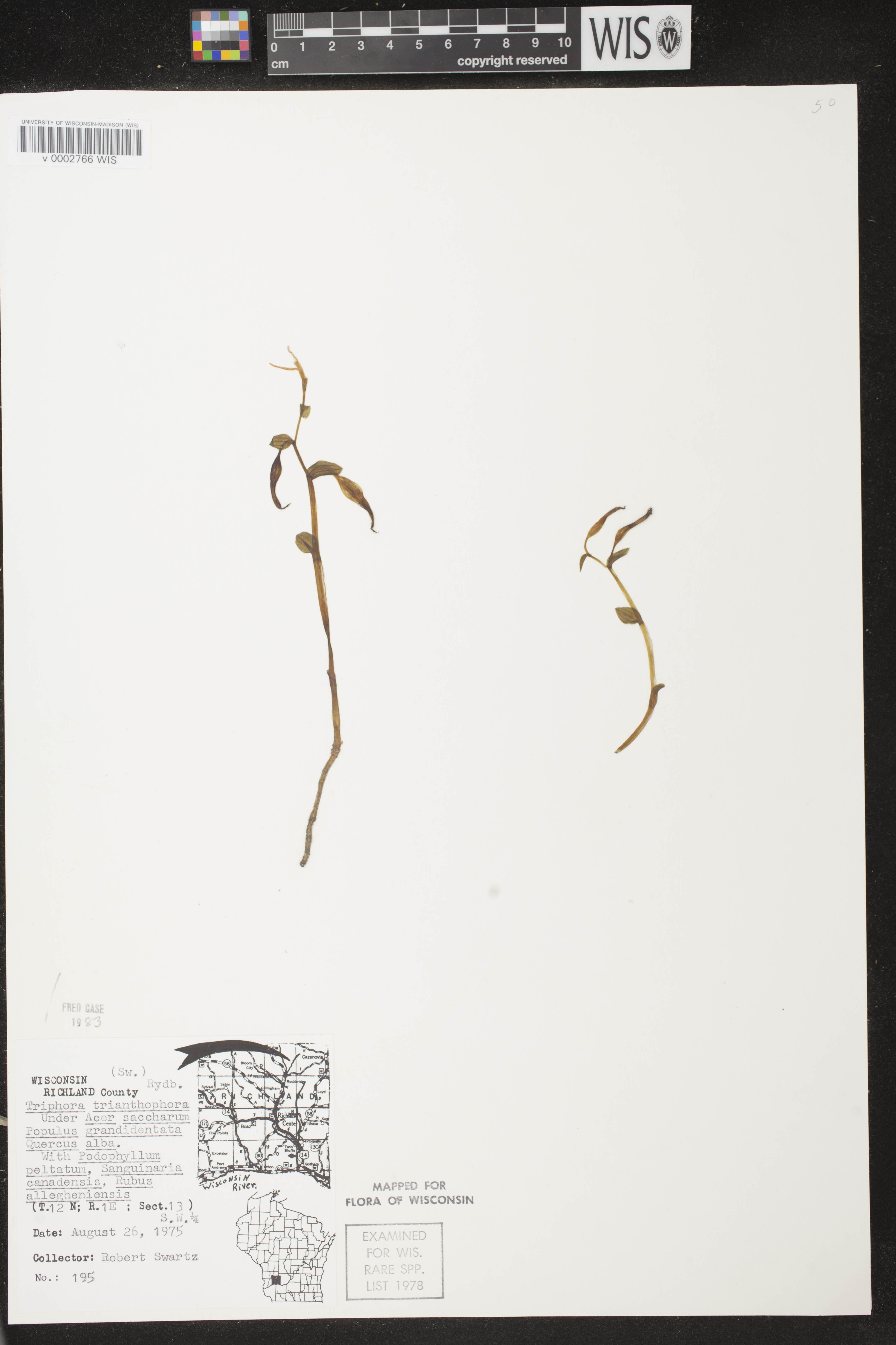 Triphora trianthophoros subsp. trianthophoros image