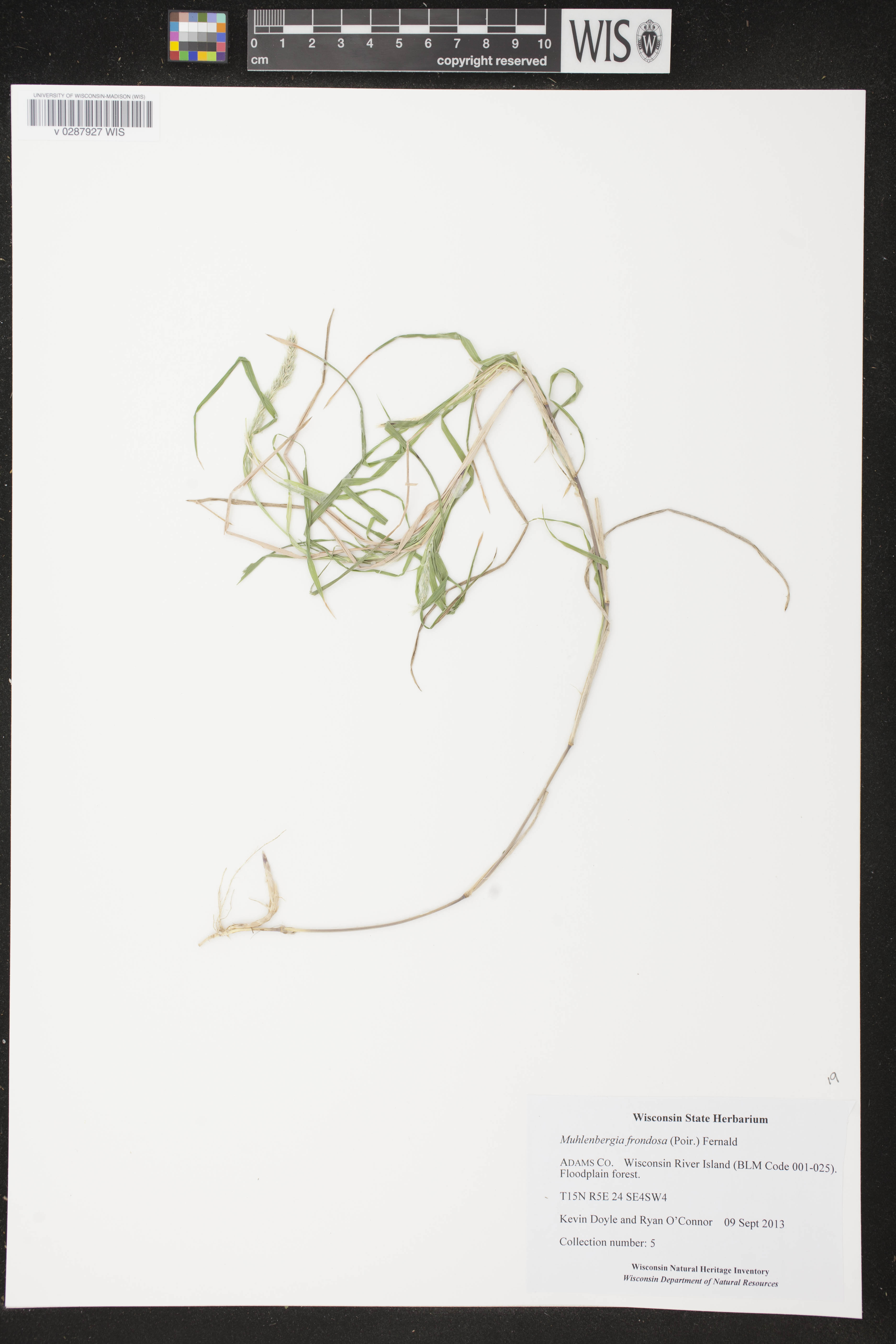 Muhlenbergia frondosa image