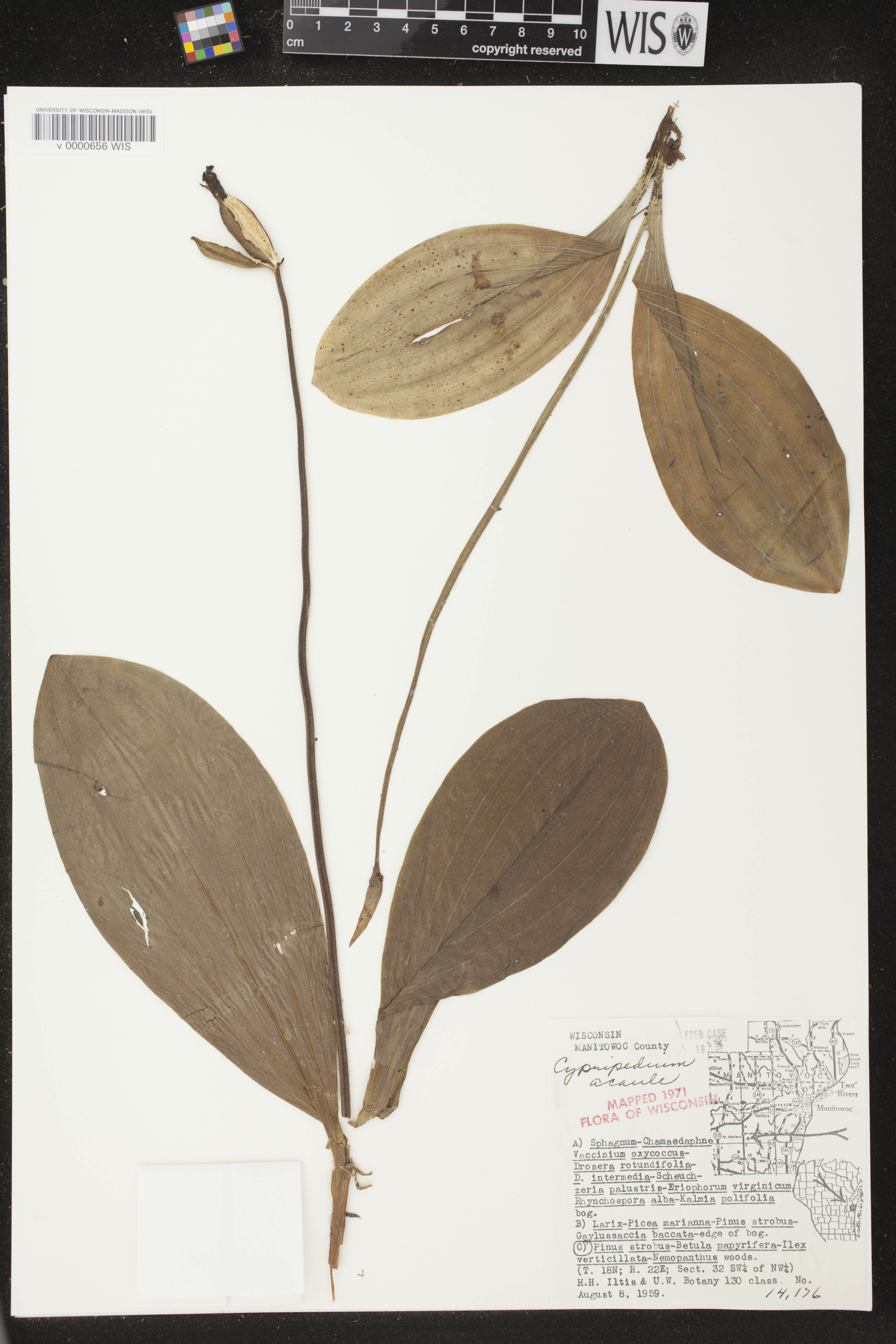 Cypripedium acaule image