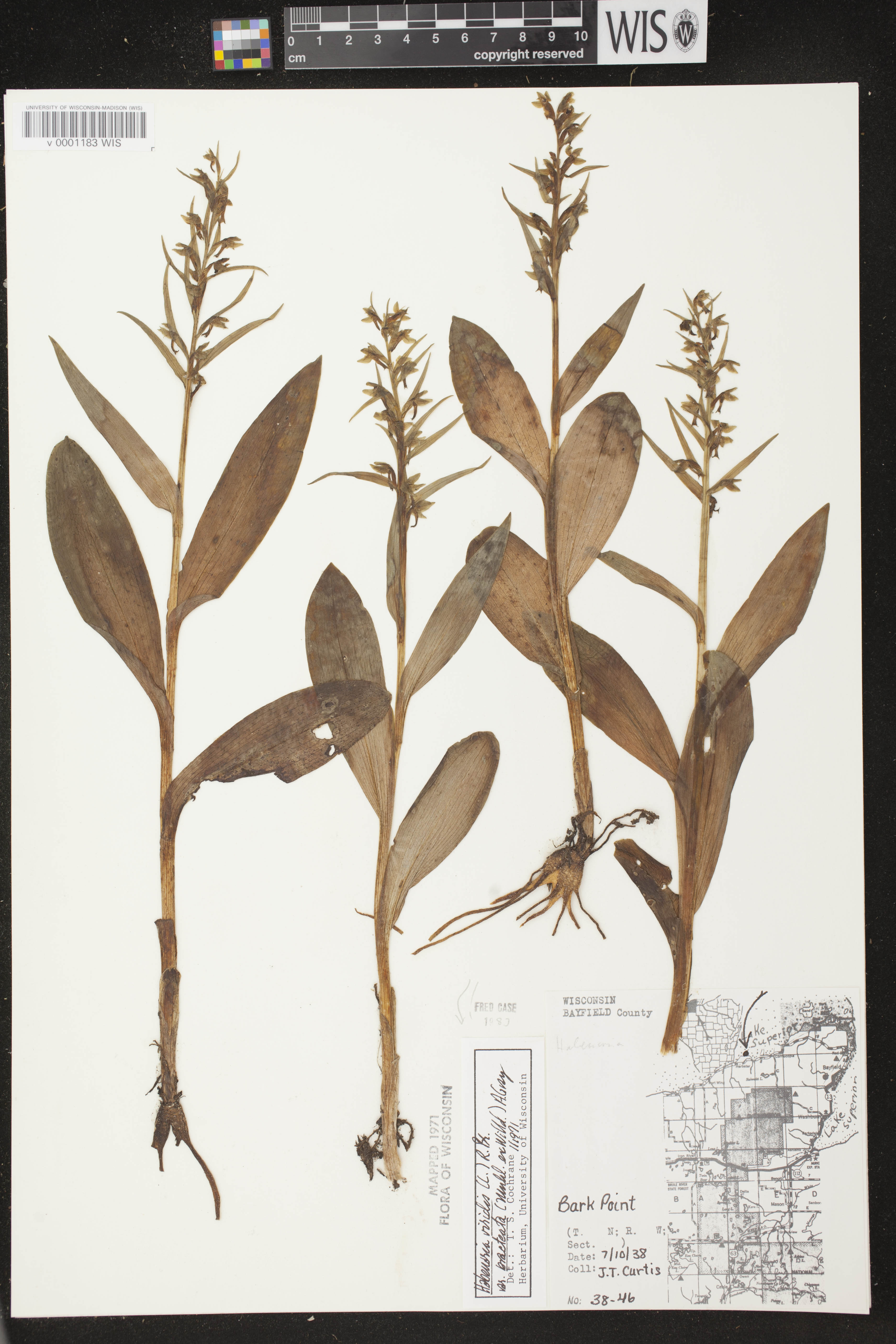 Coeloglossum viride var. virescens image