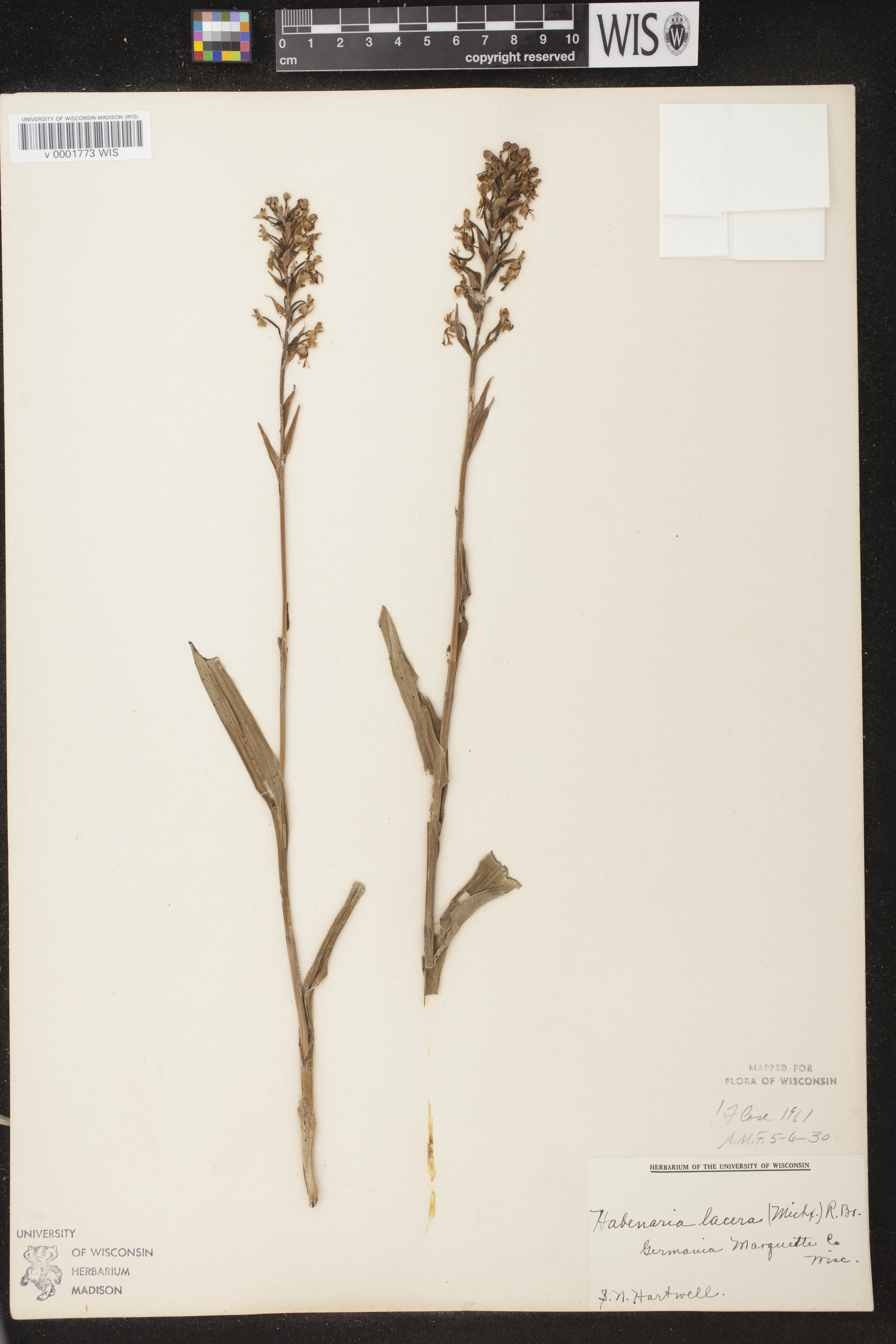Platanthera lacera image