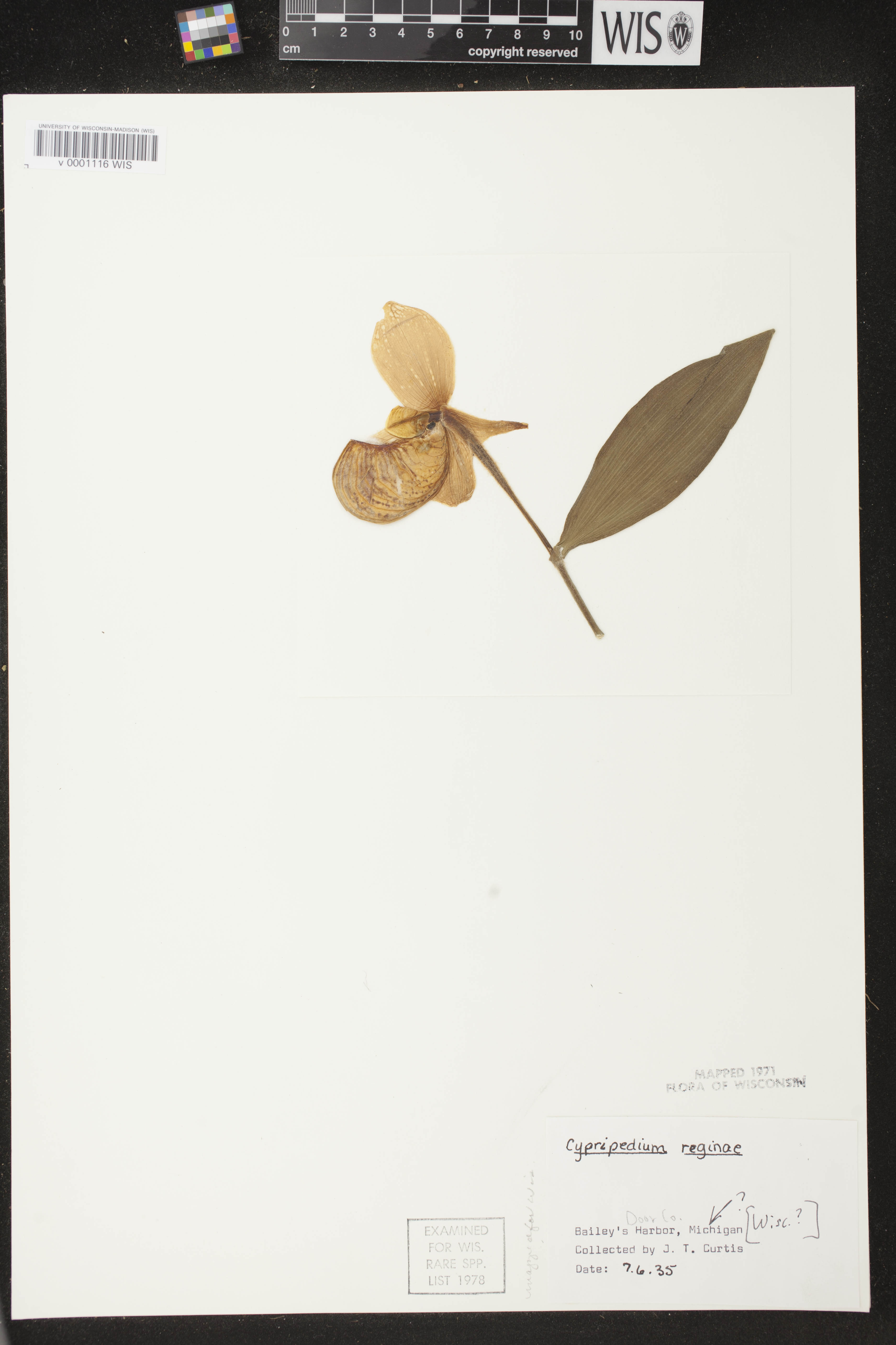 Cypripedium reginae image