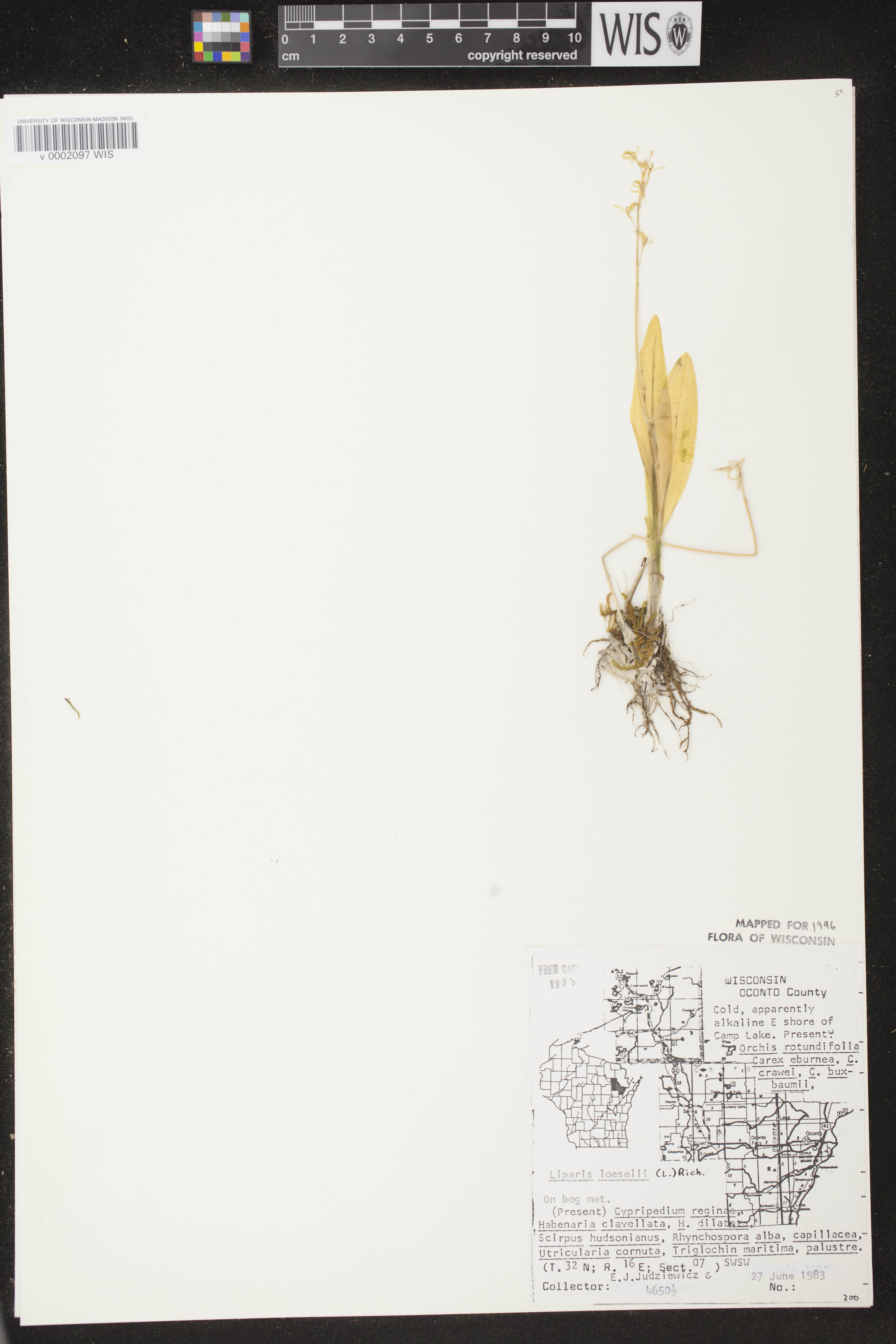 Liparis loeselii image