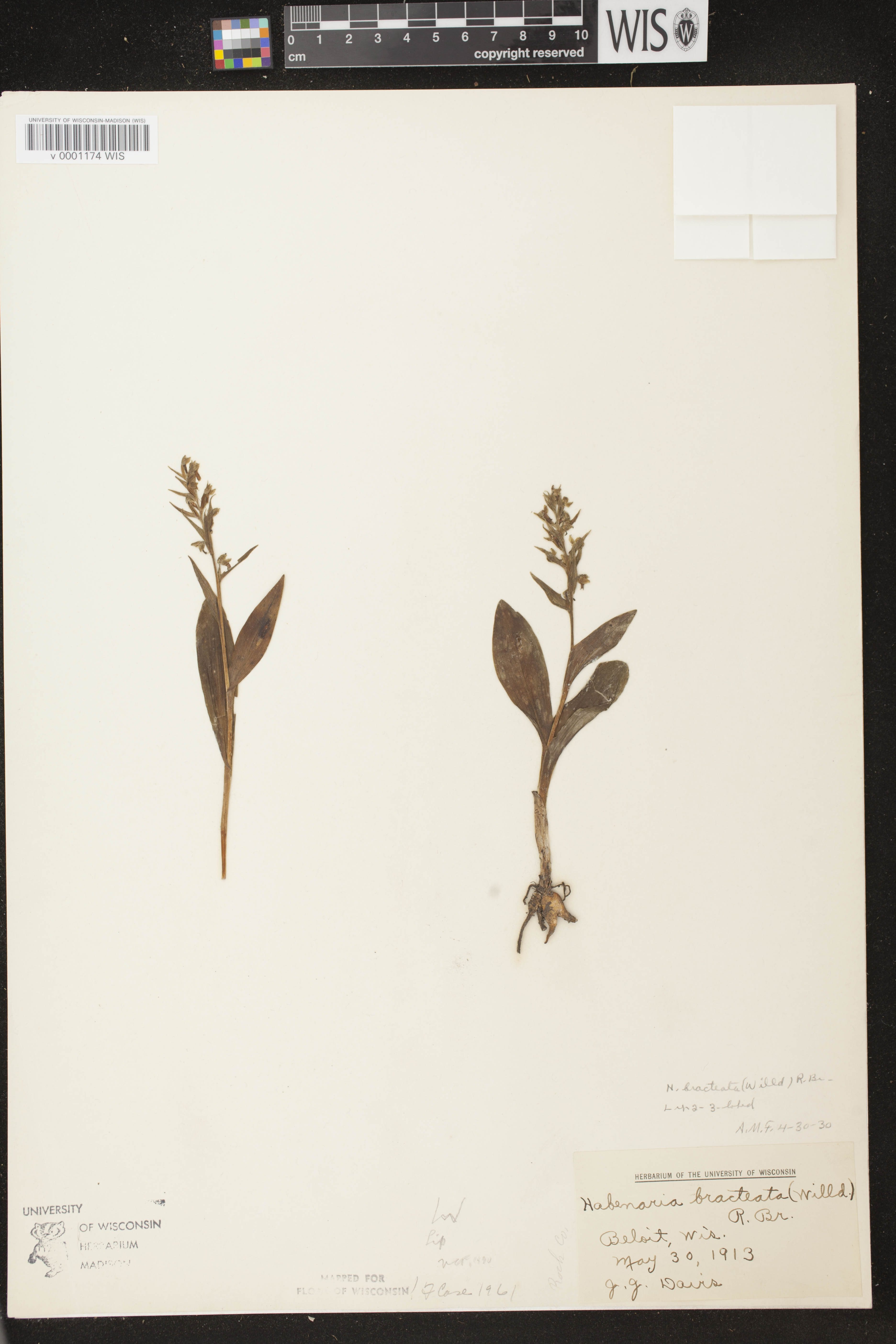 Coeloglossum viride var. virescens image