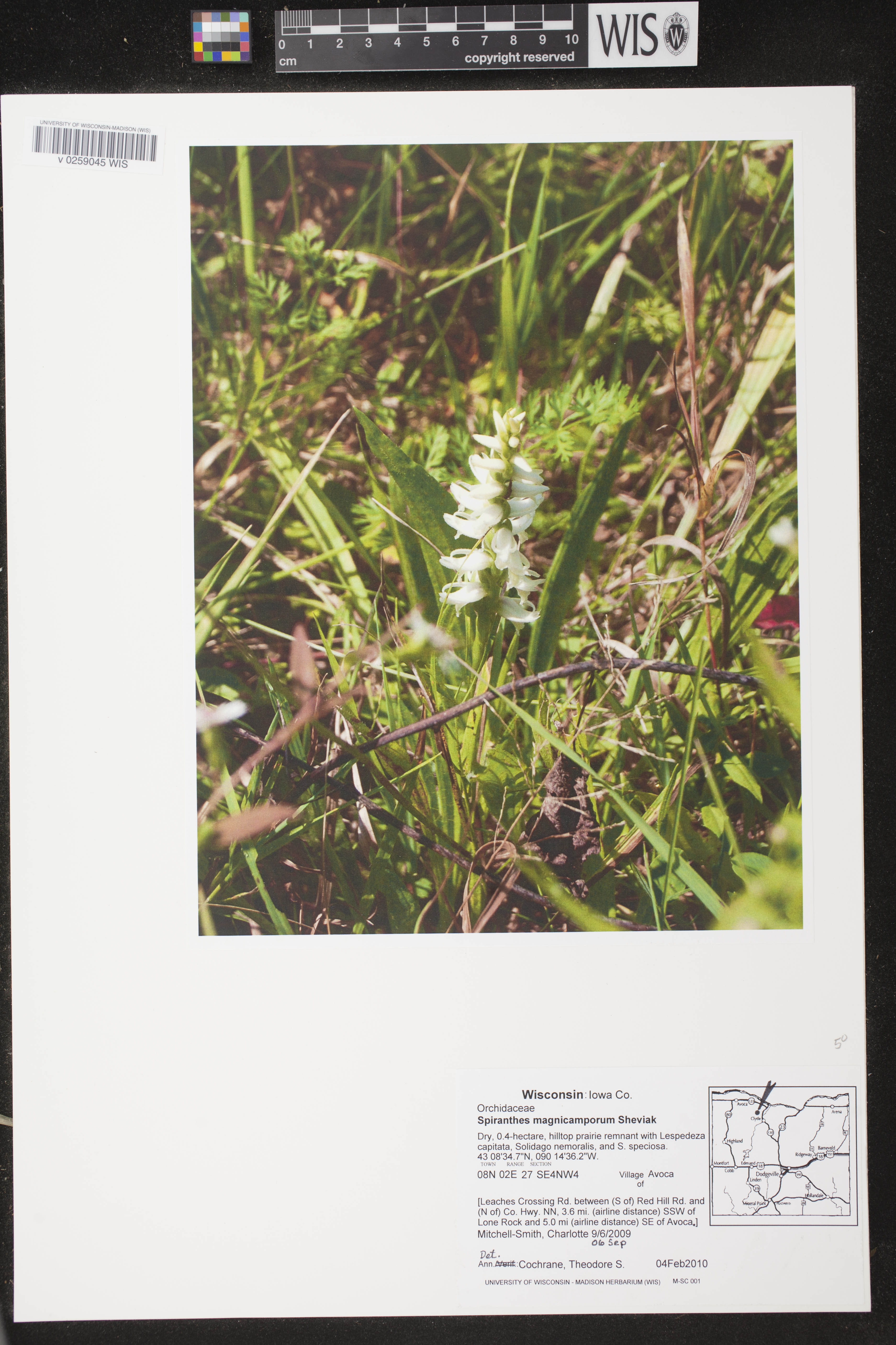 Spiranthes magnicamporum image