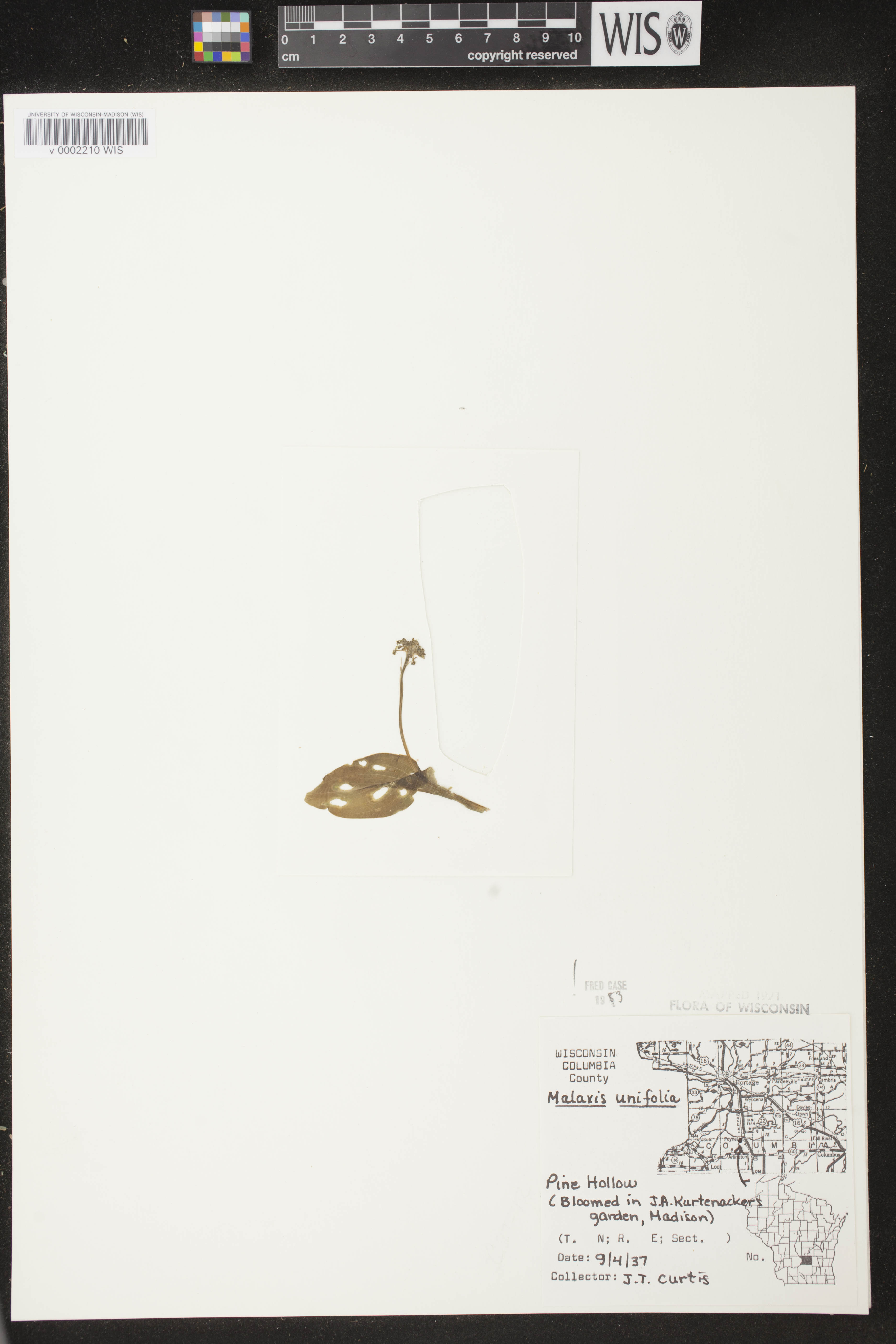 Malaxis unifolia image