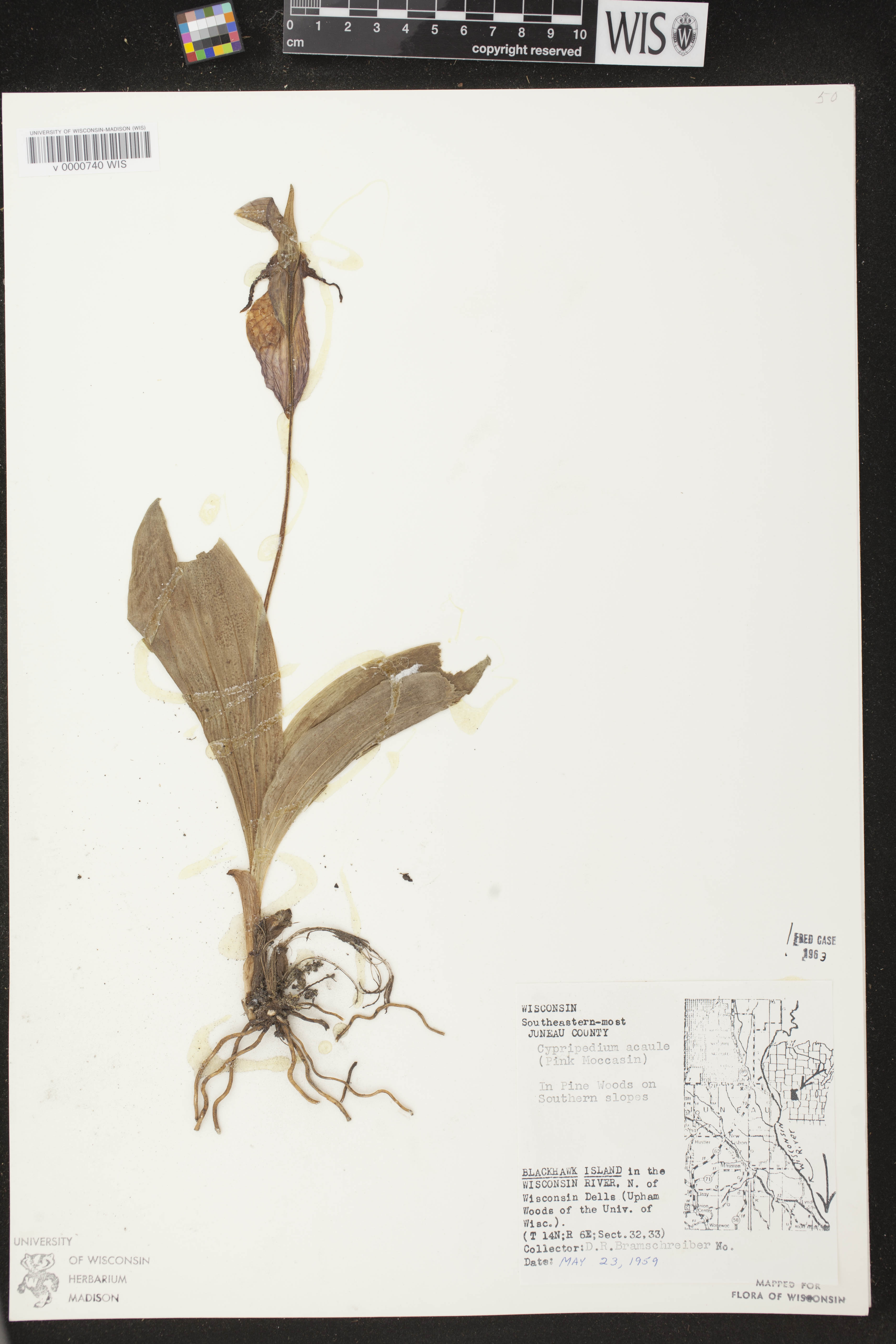 Cypripedium acaule image