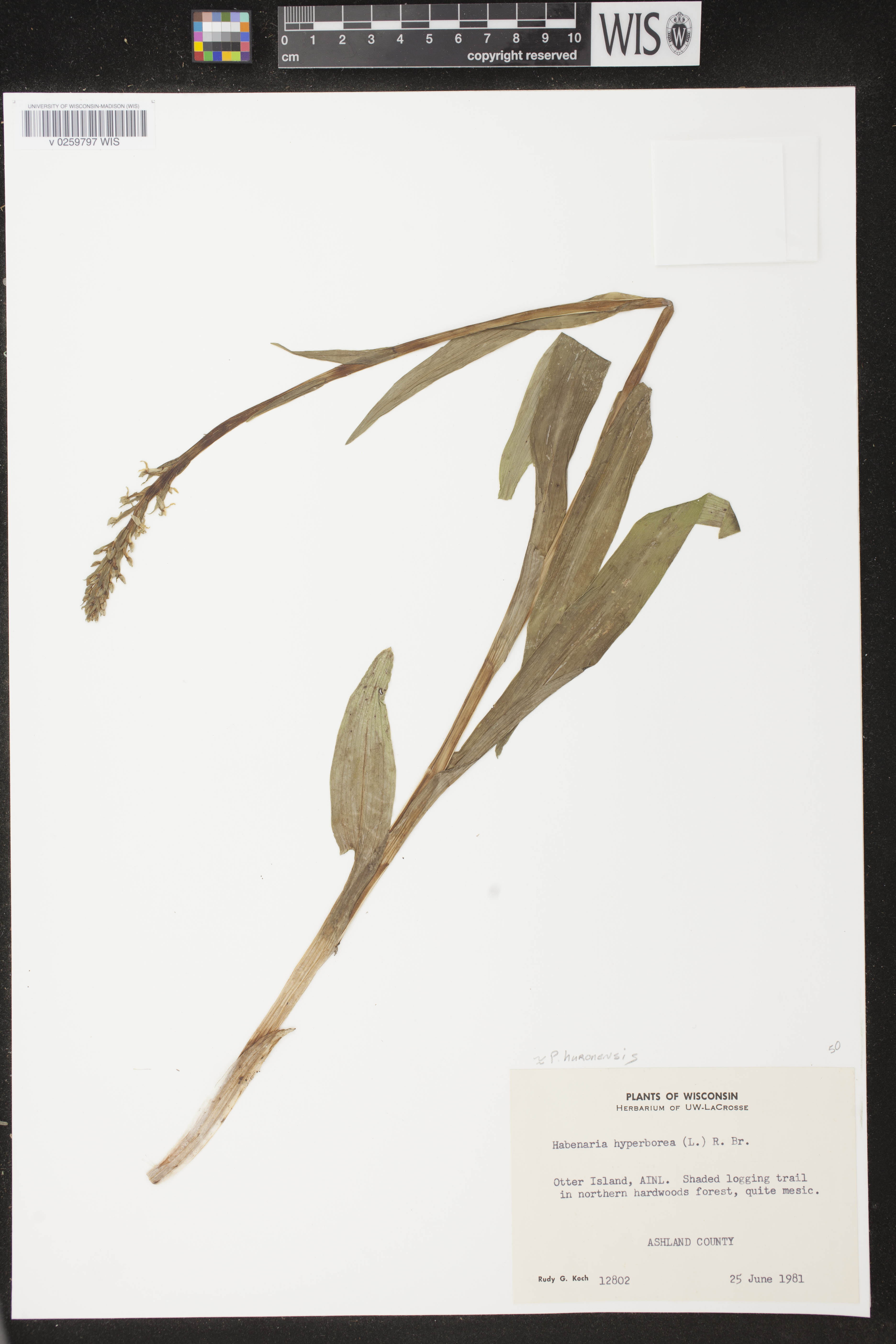 Platanthera huronensis image