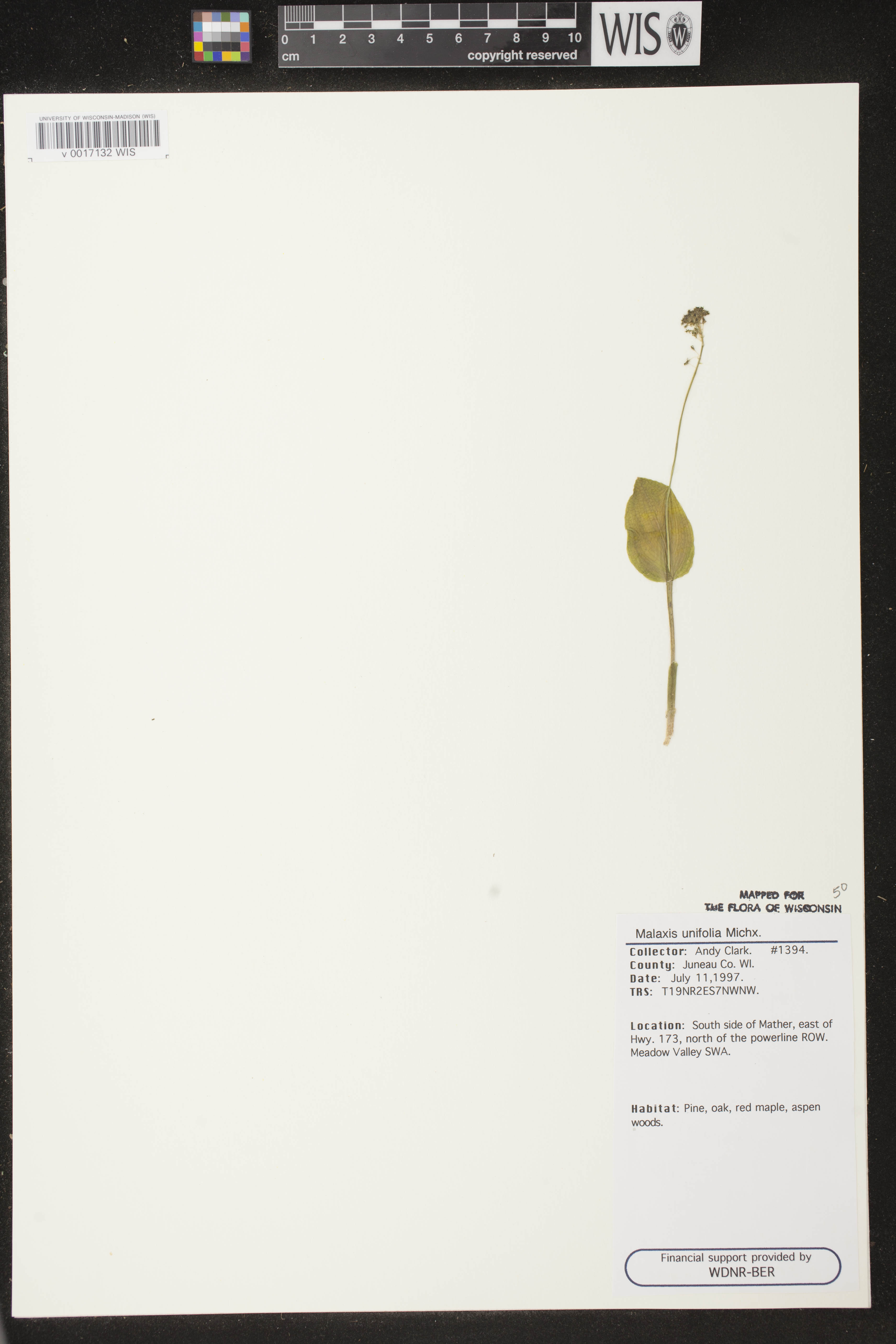 Malaxis unifolia image