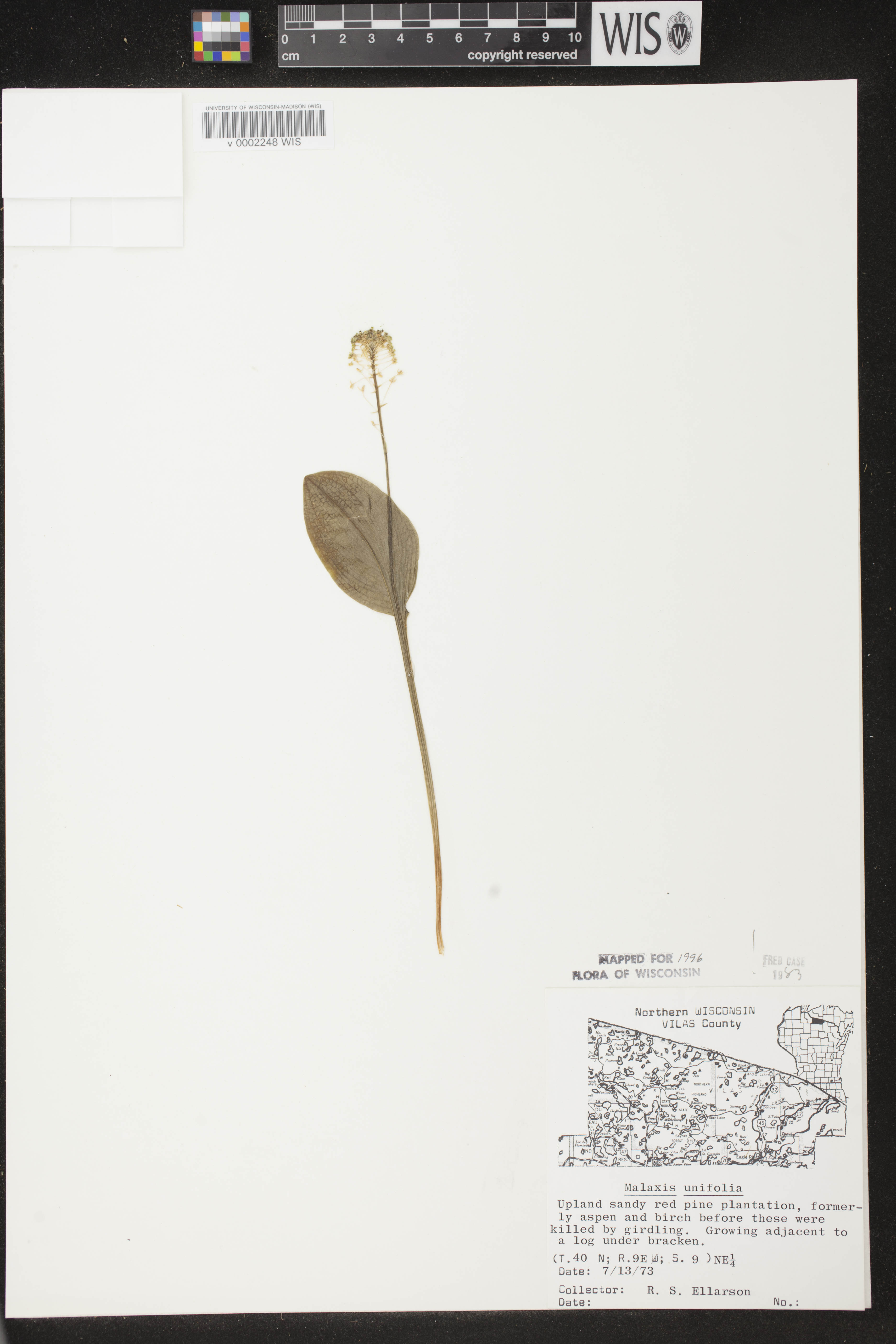 Malaxis unifolia image