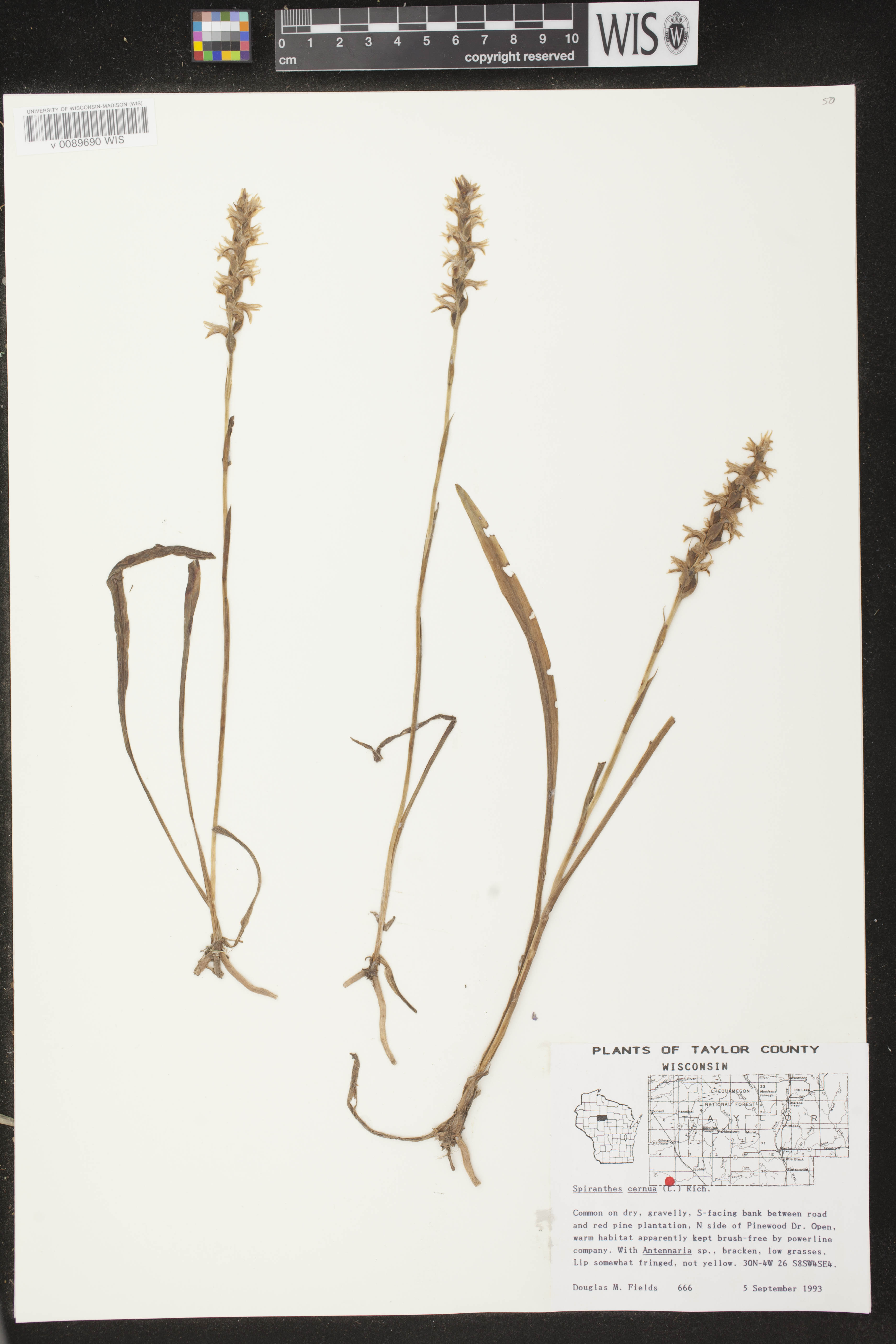 Spiranthes cernua image