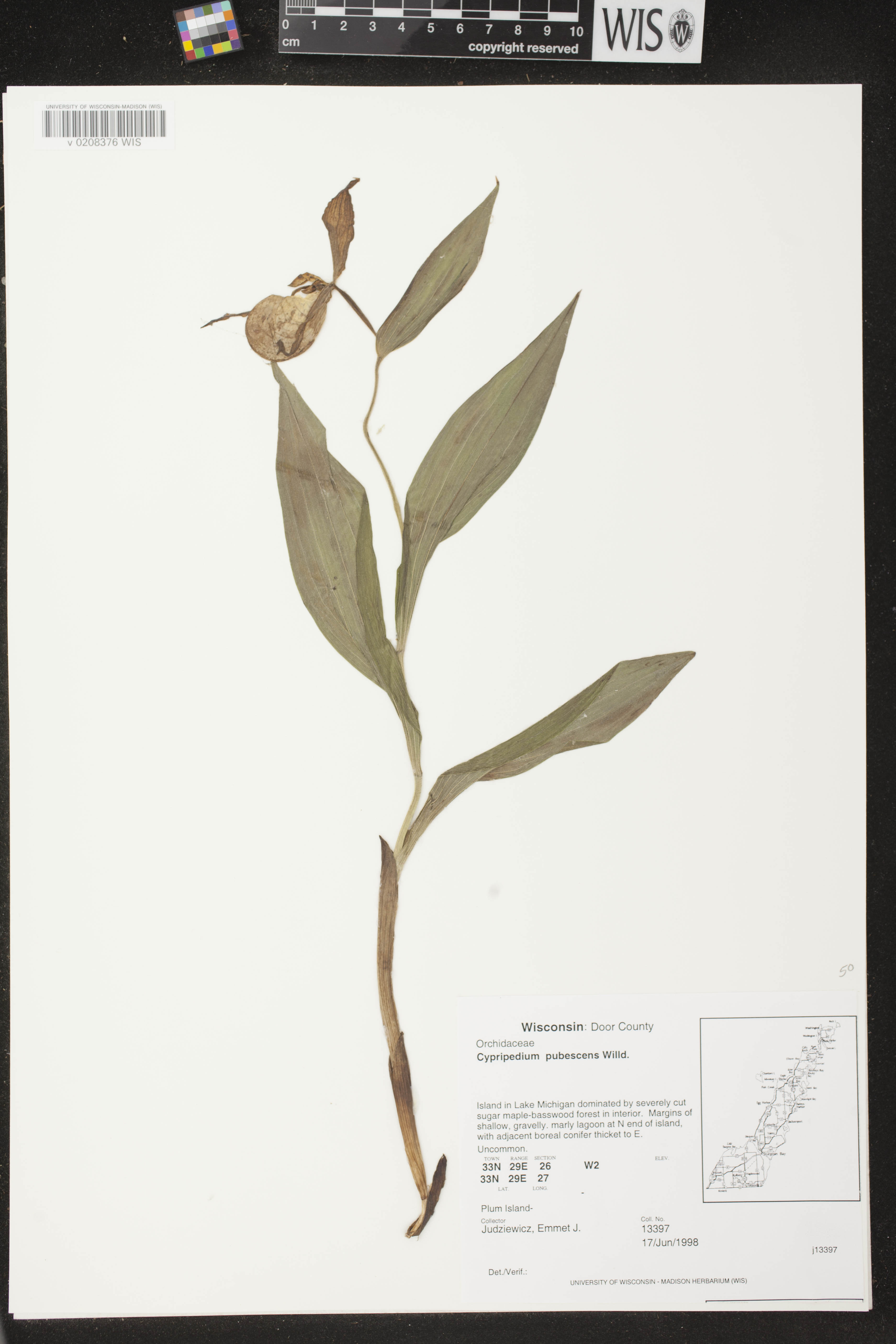 Cypripedium parviflorum var. pubescens image