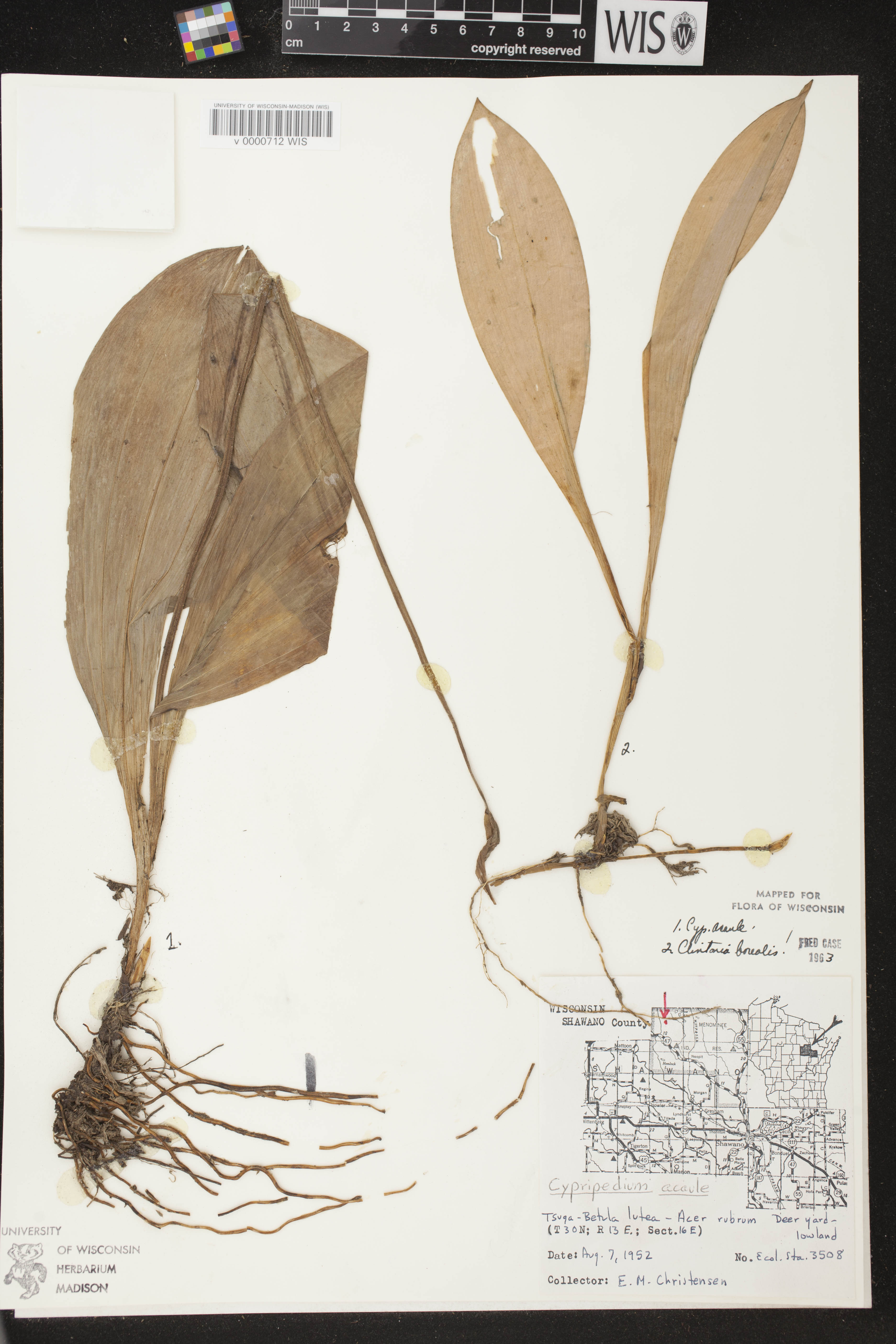 Cypripedium acaule image