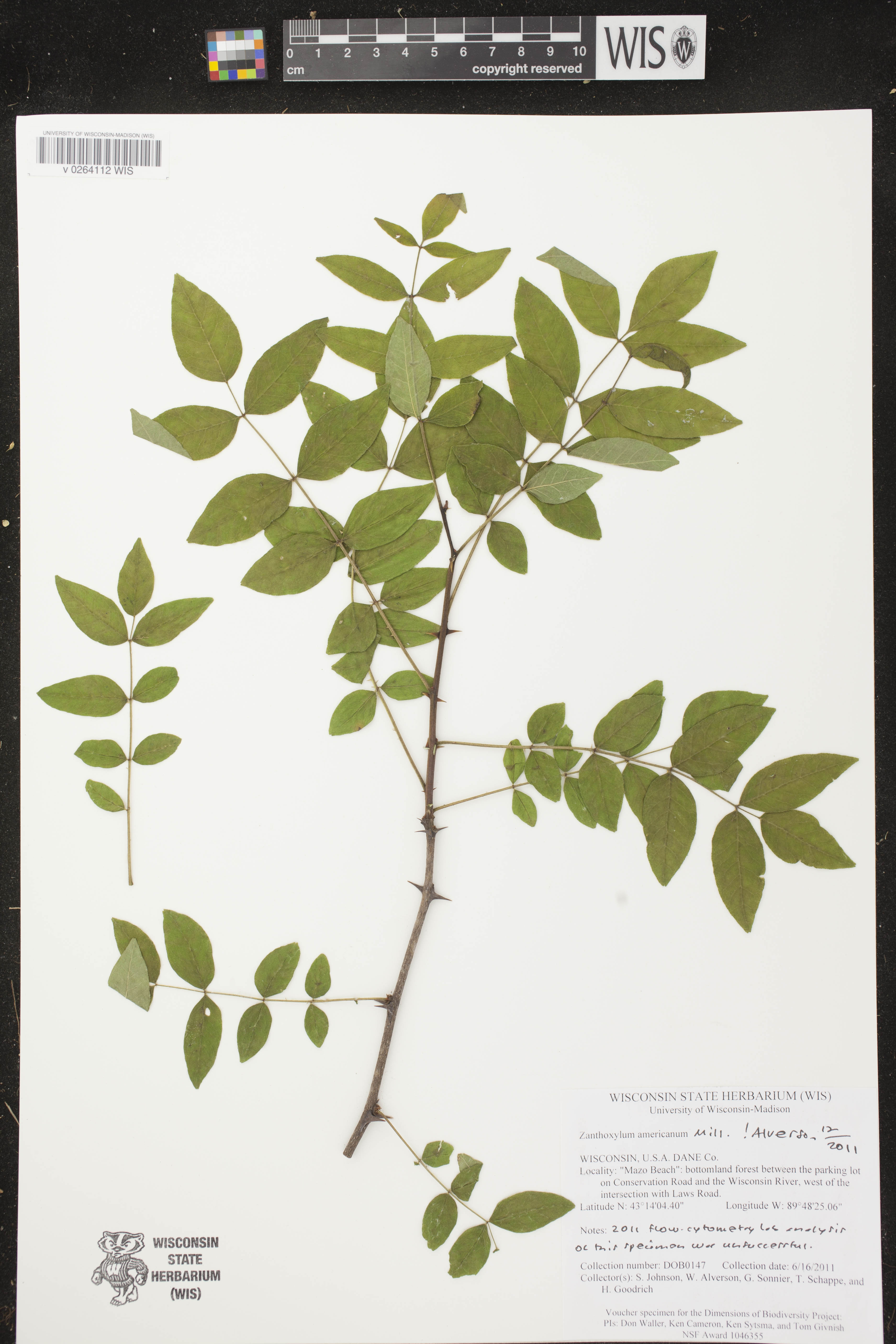 Zanthoxylum americanum image