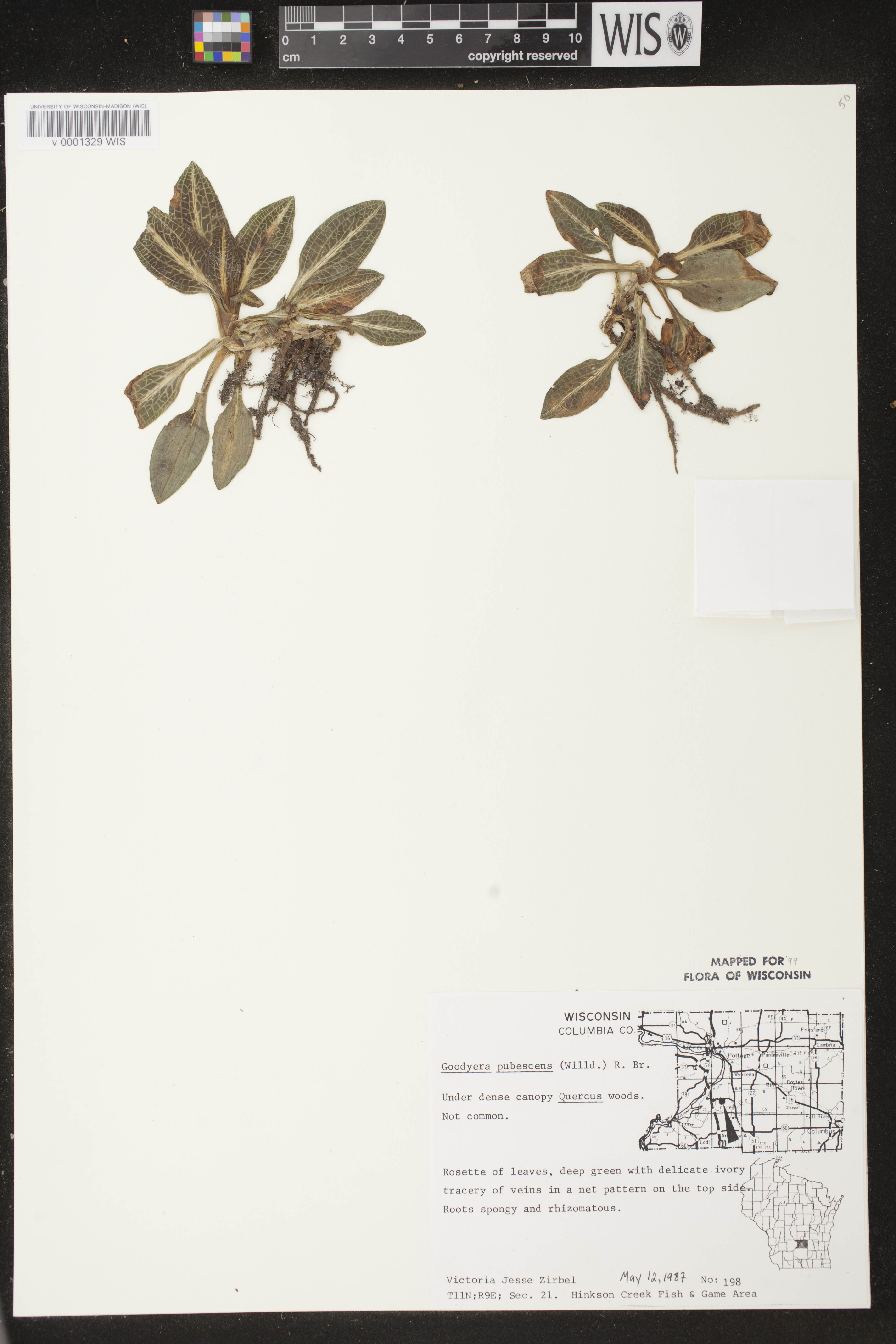 Goodyera pubescens image