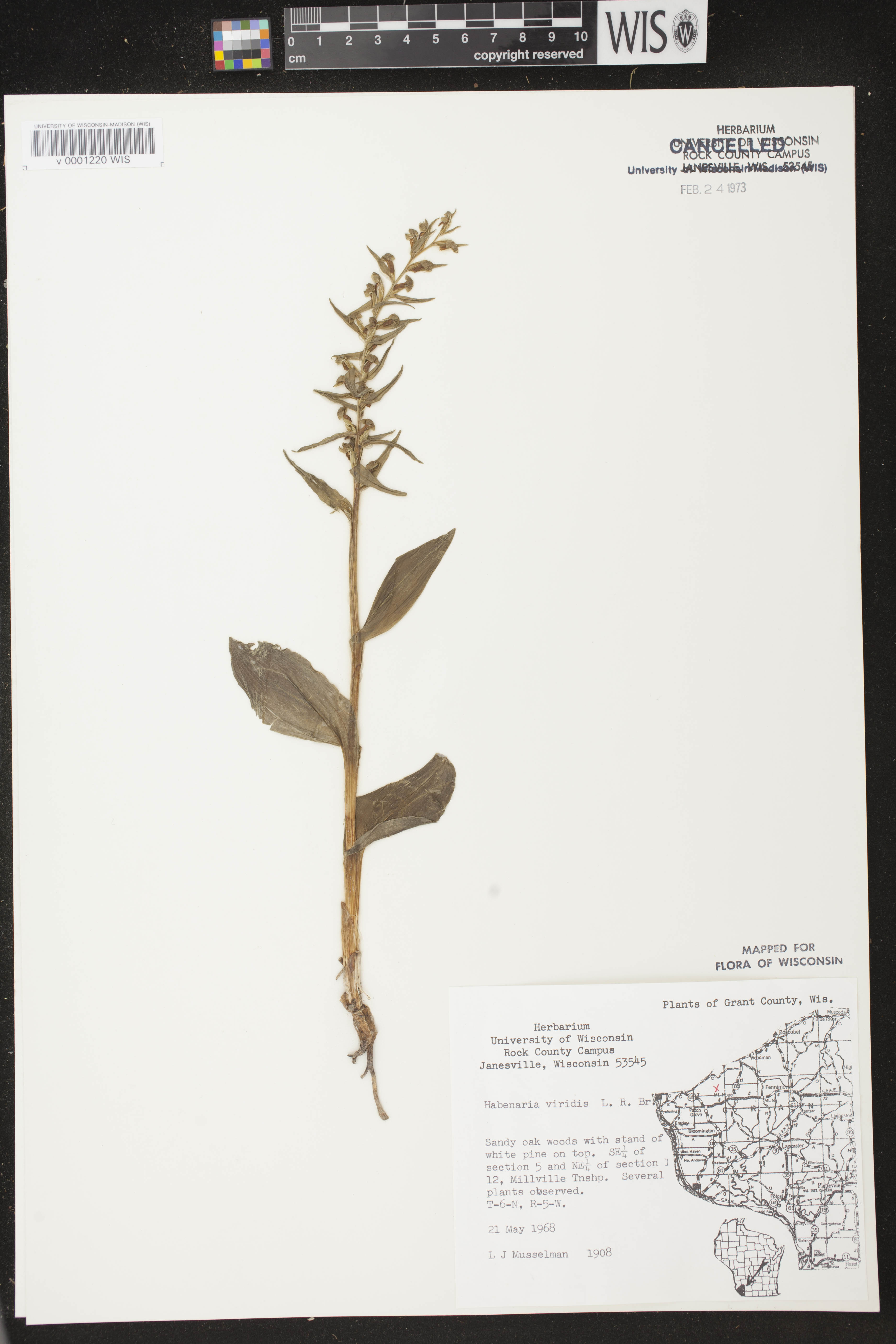 Coeloglossum viride var. virescens image