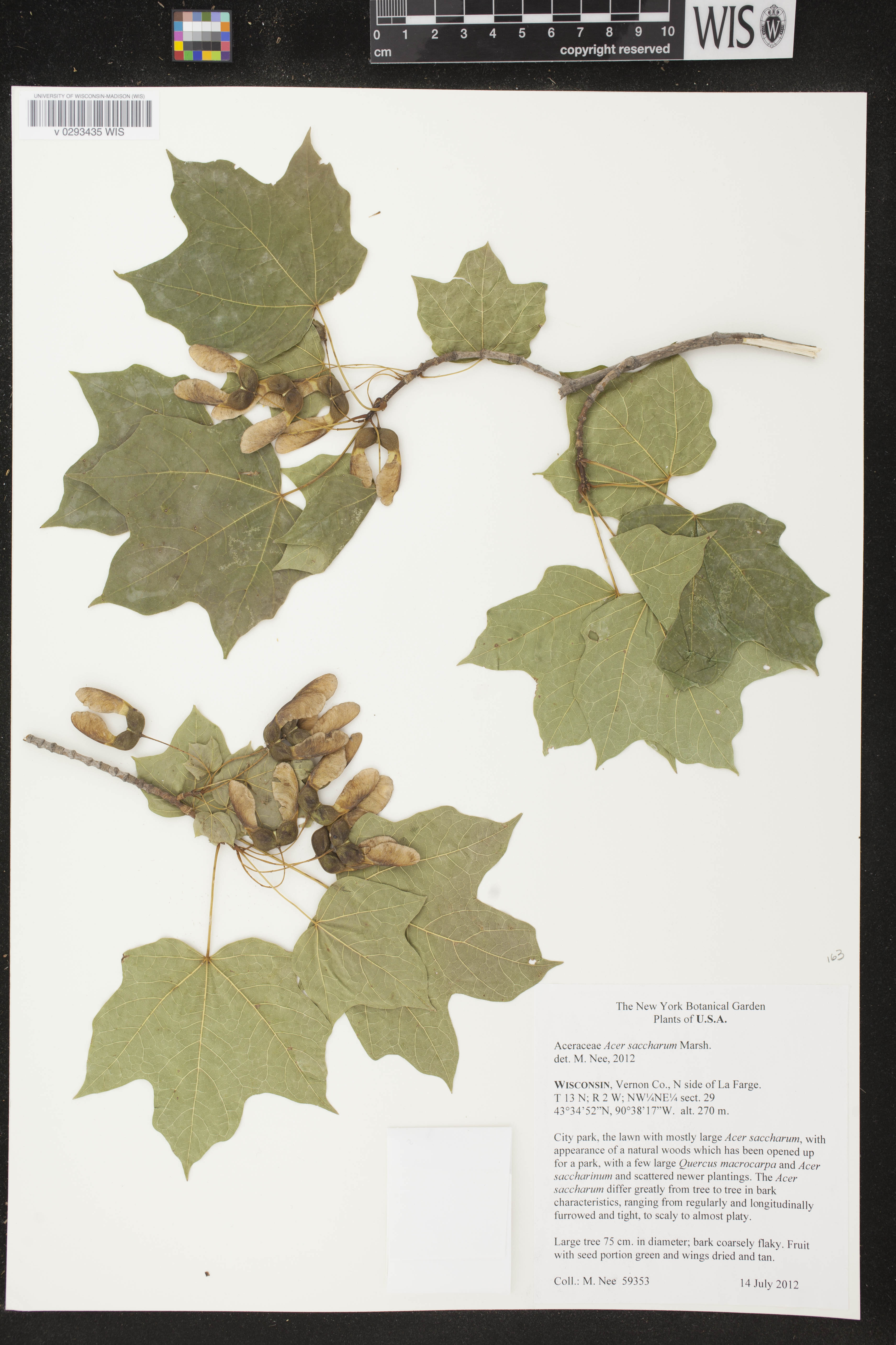 Acer saccharum image