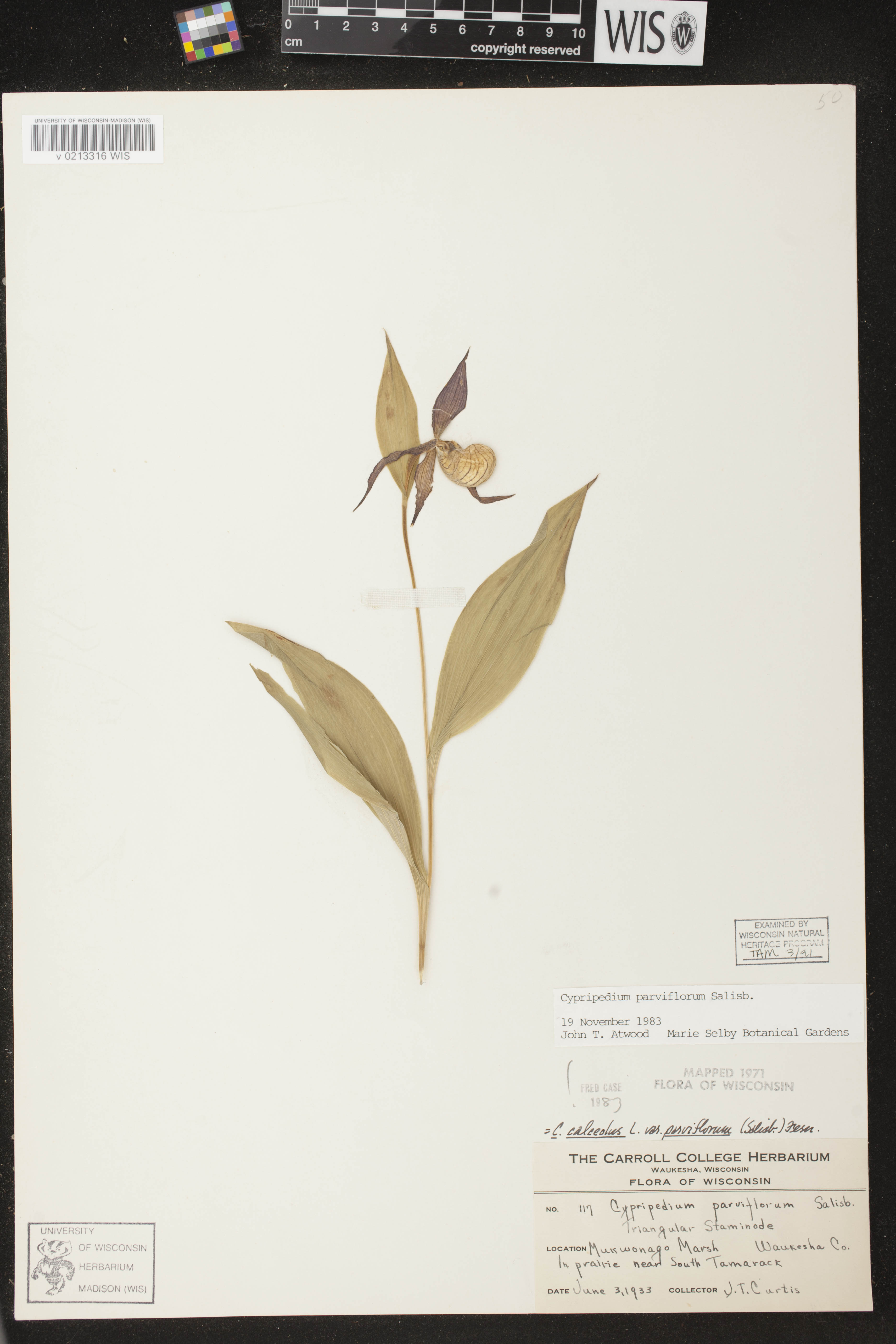 Cypripedium parviflorum image
