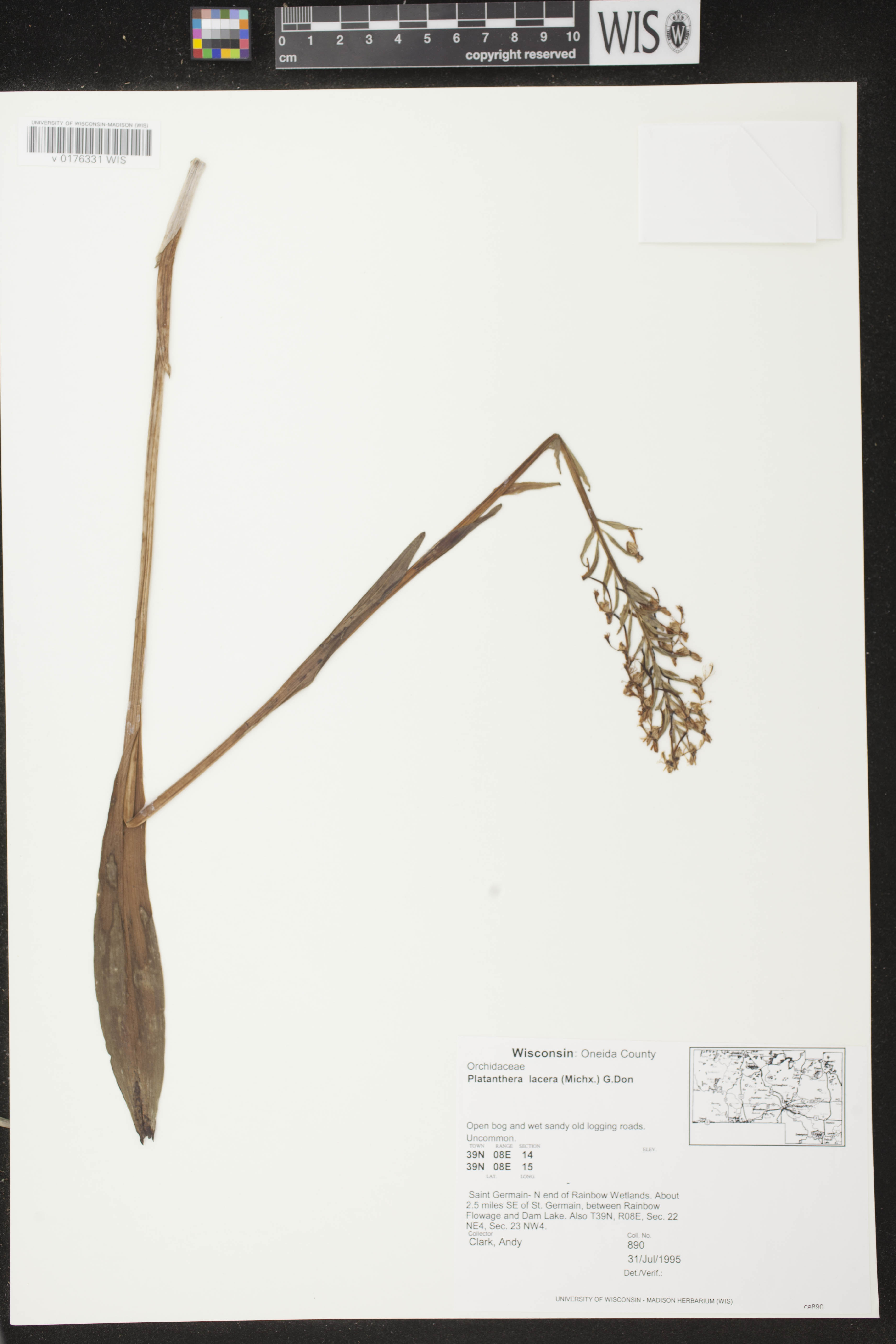 Platanthera lacera image