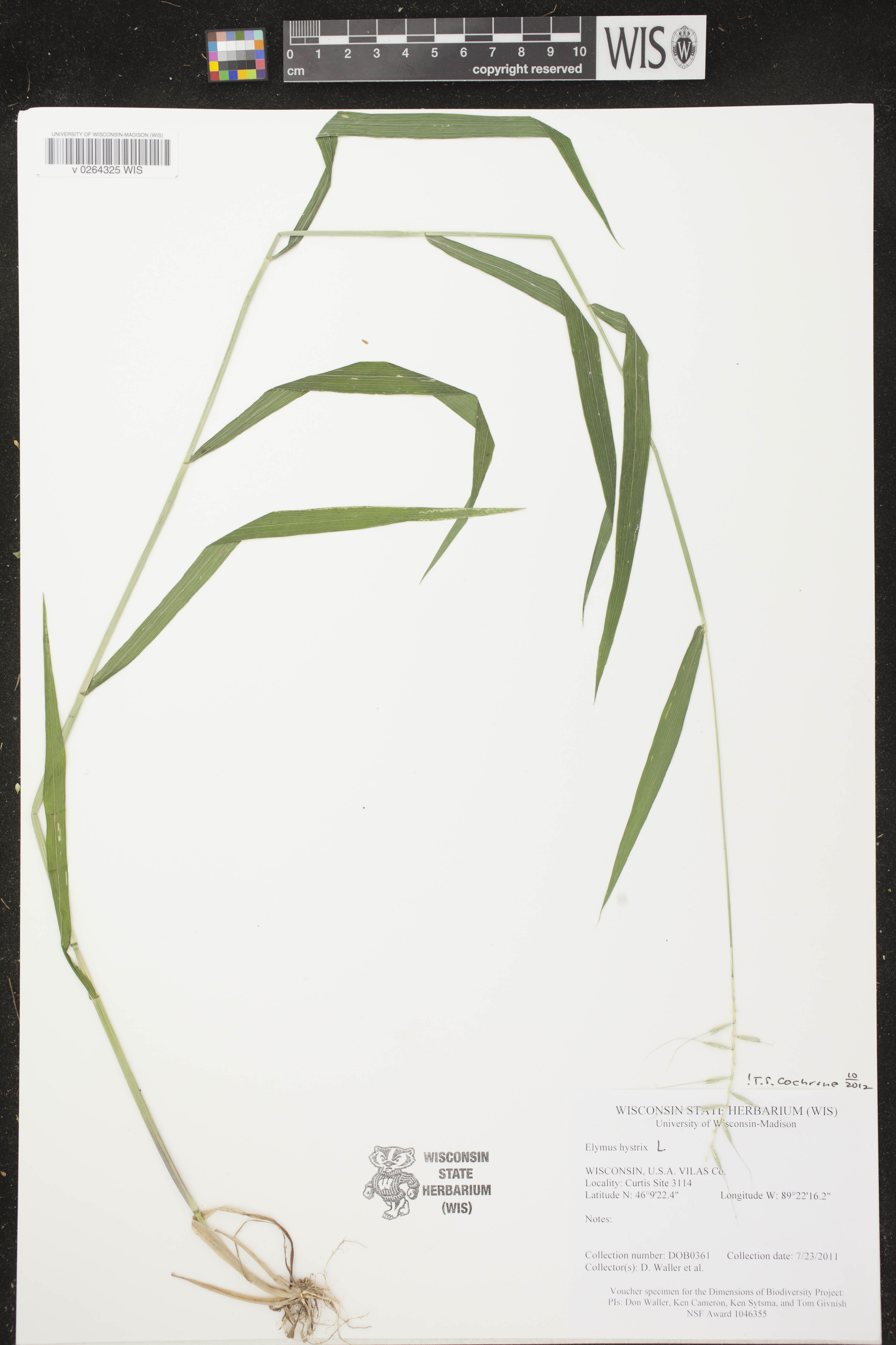 Elymus hystrix image