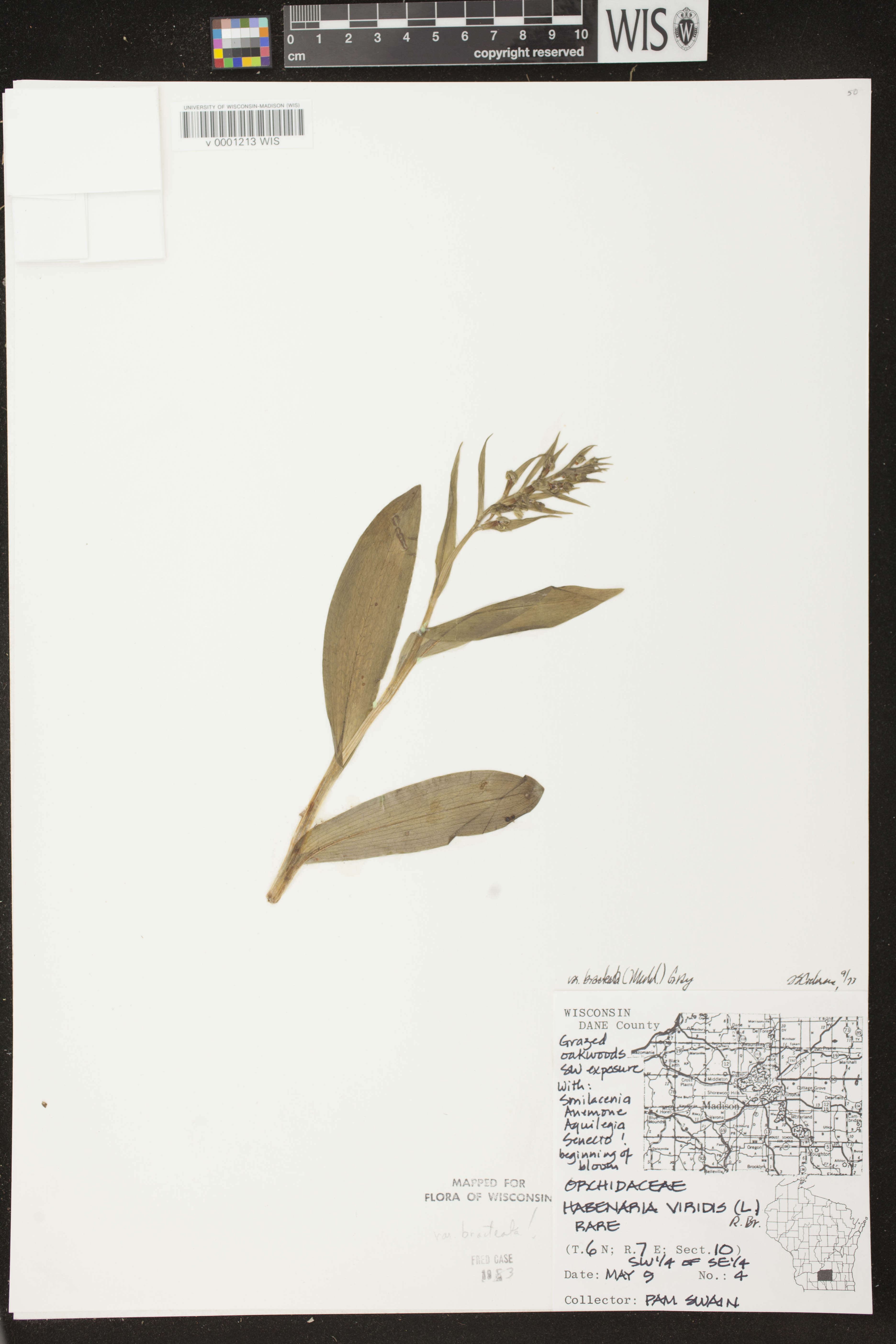 Coeloglossum viride var. virescens image