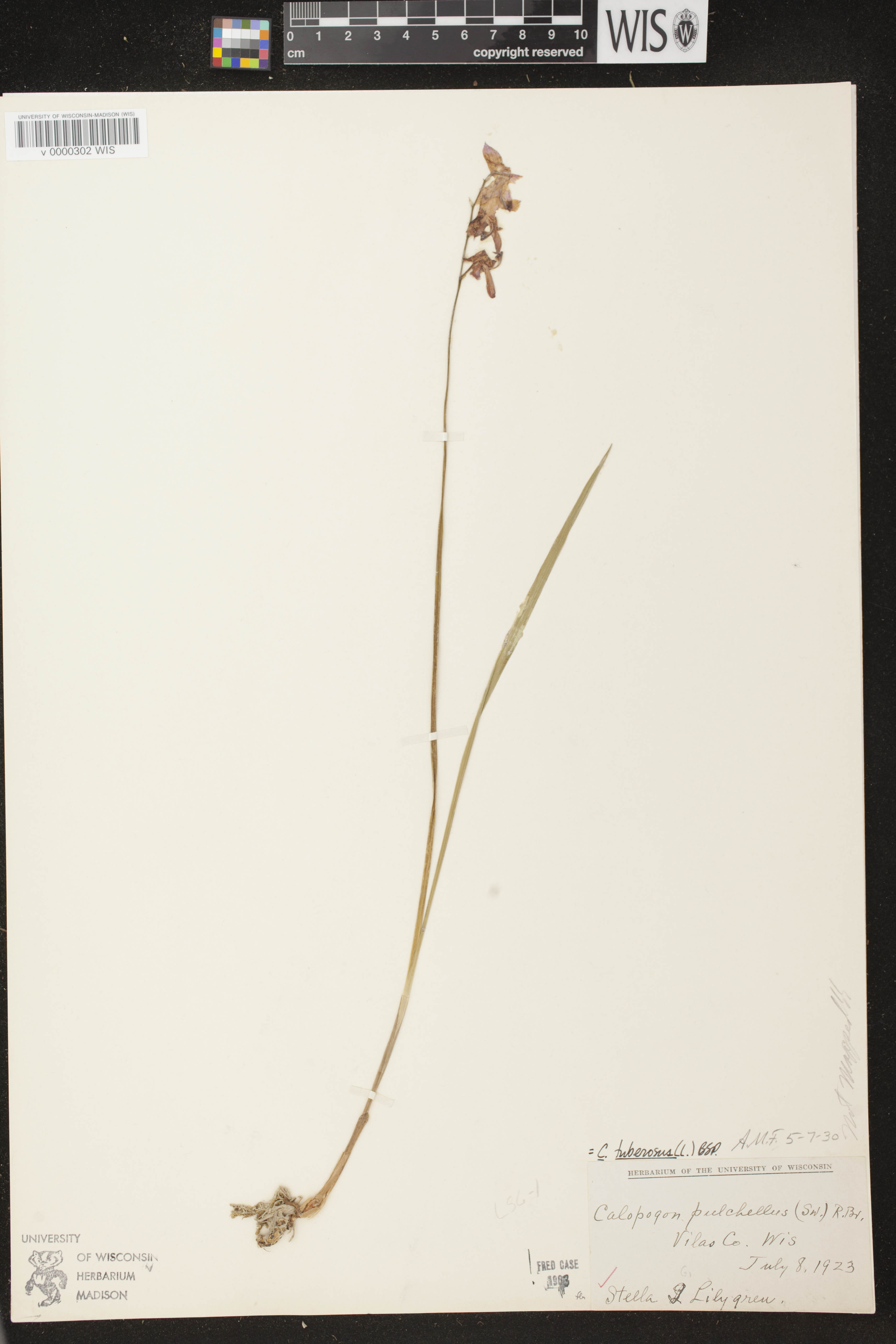 Calopogon tuberosus image