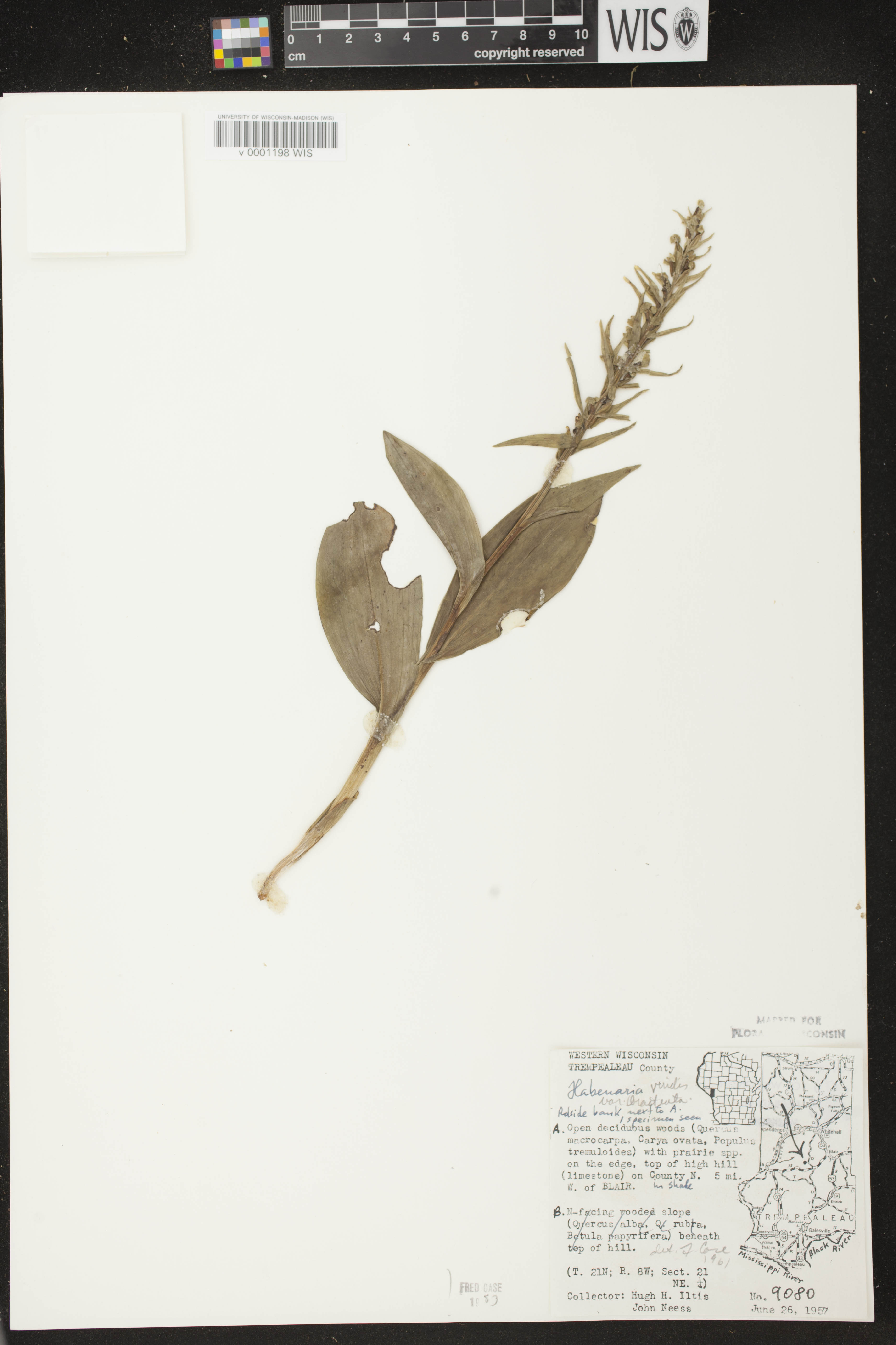 Coeloglossum viride var. virescens image