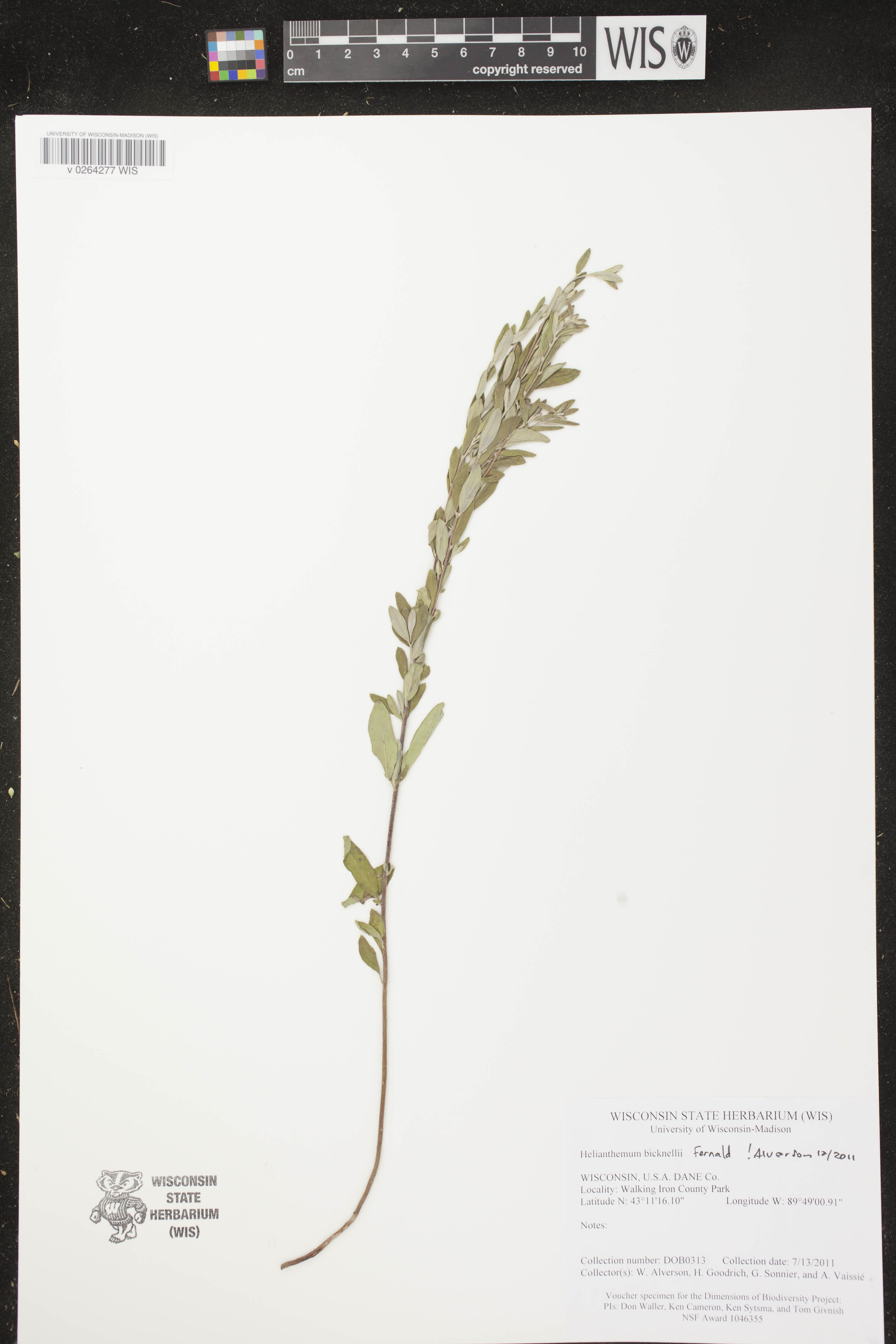 Crocanthemum bicknellii image