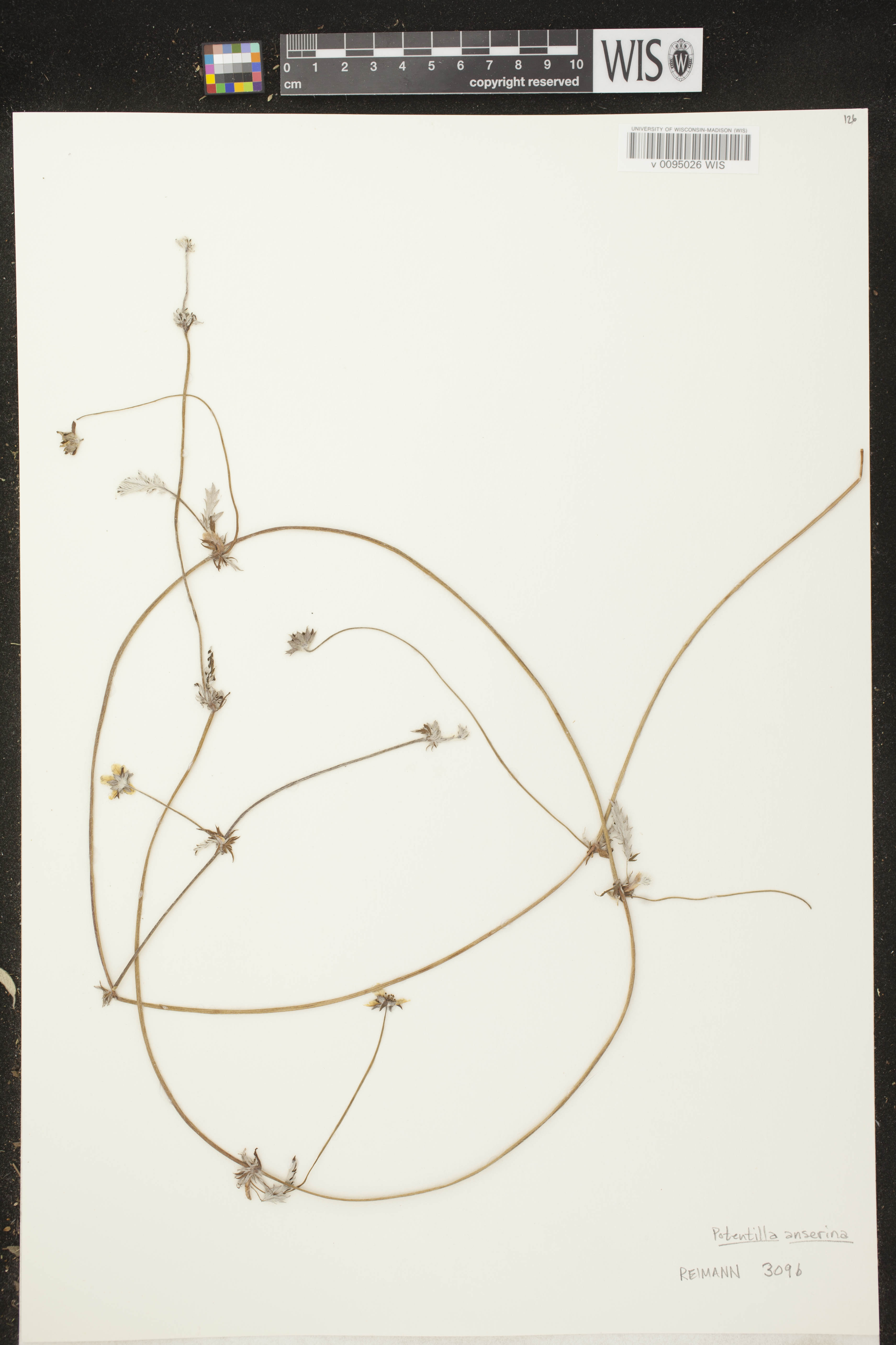 Potentilla anserina subsp. anserina image