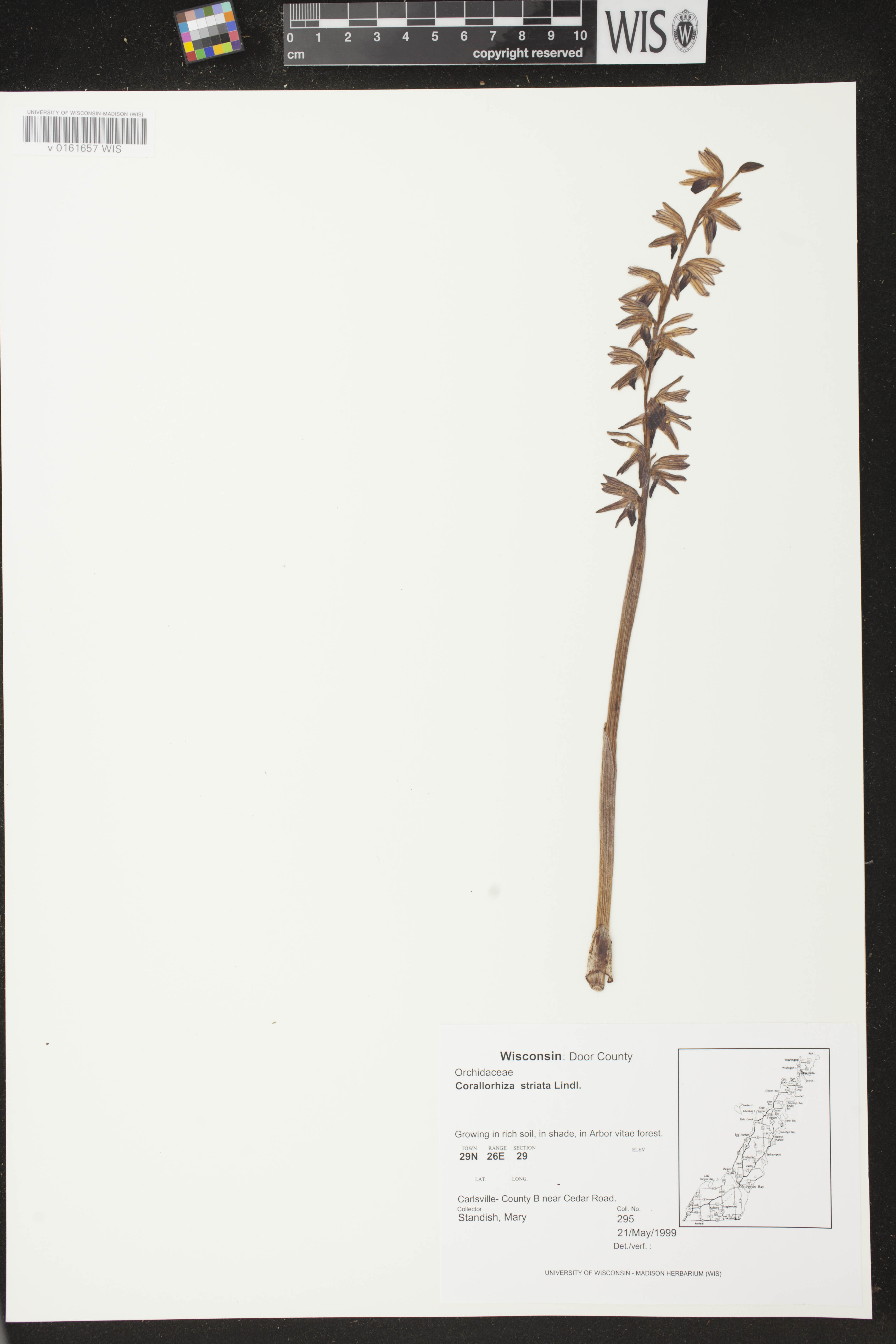 Corallorhiza striata var. striata image