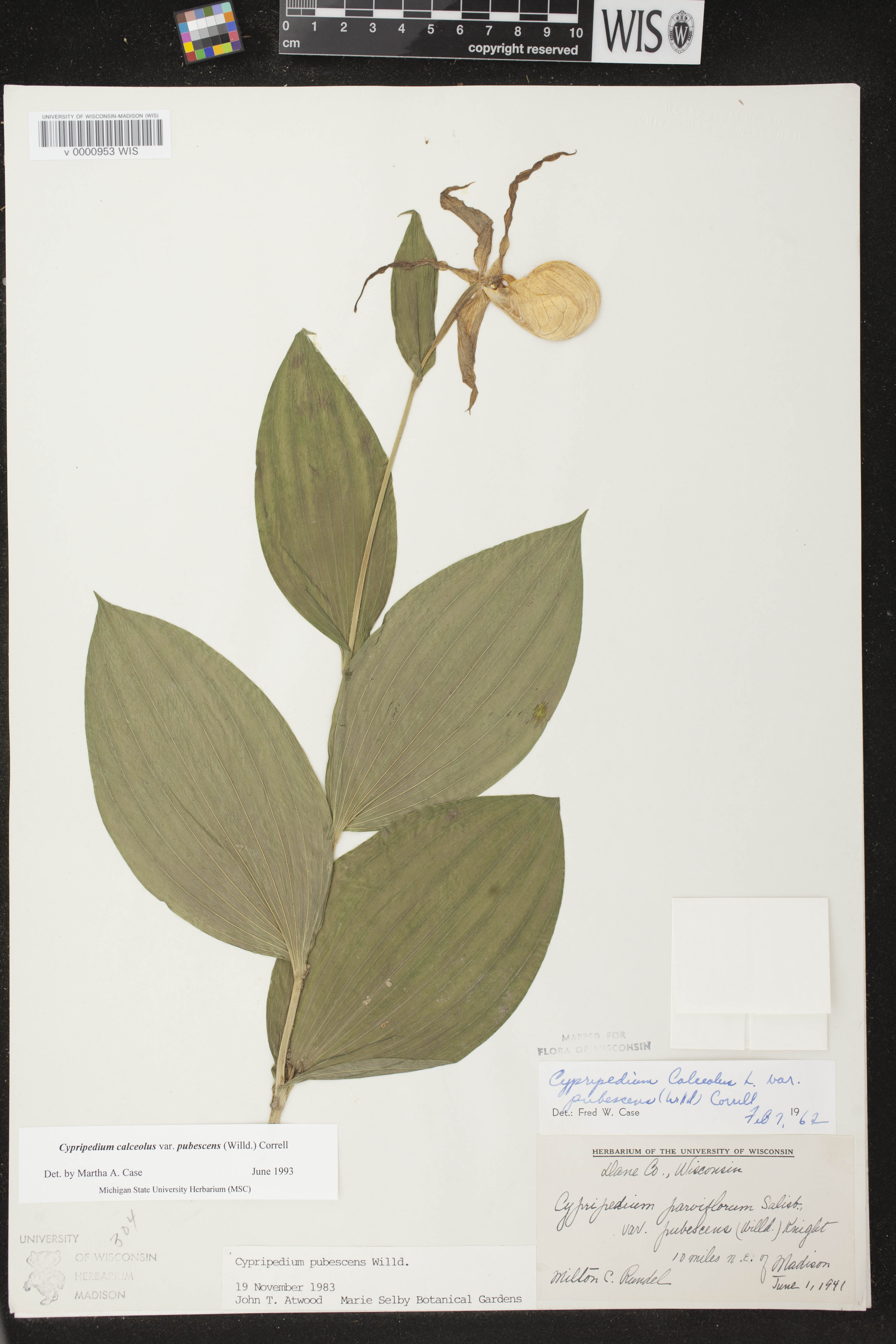 Cypripedium parviflorum var. pubescens image