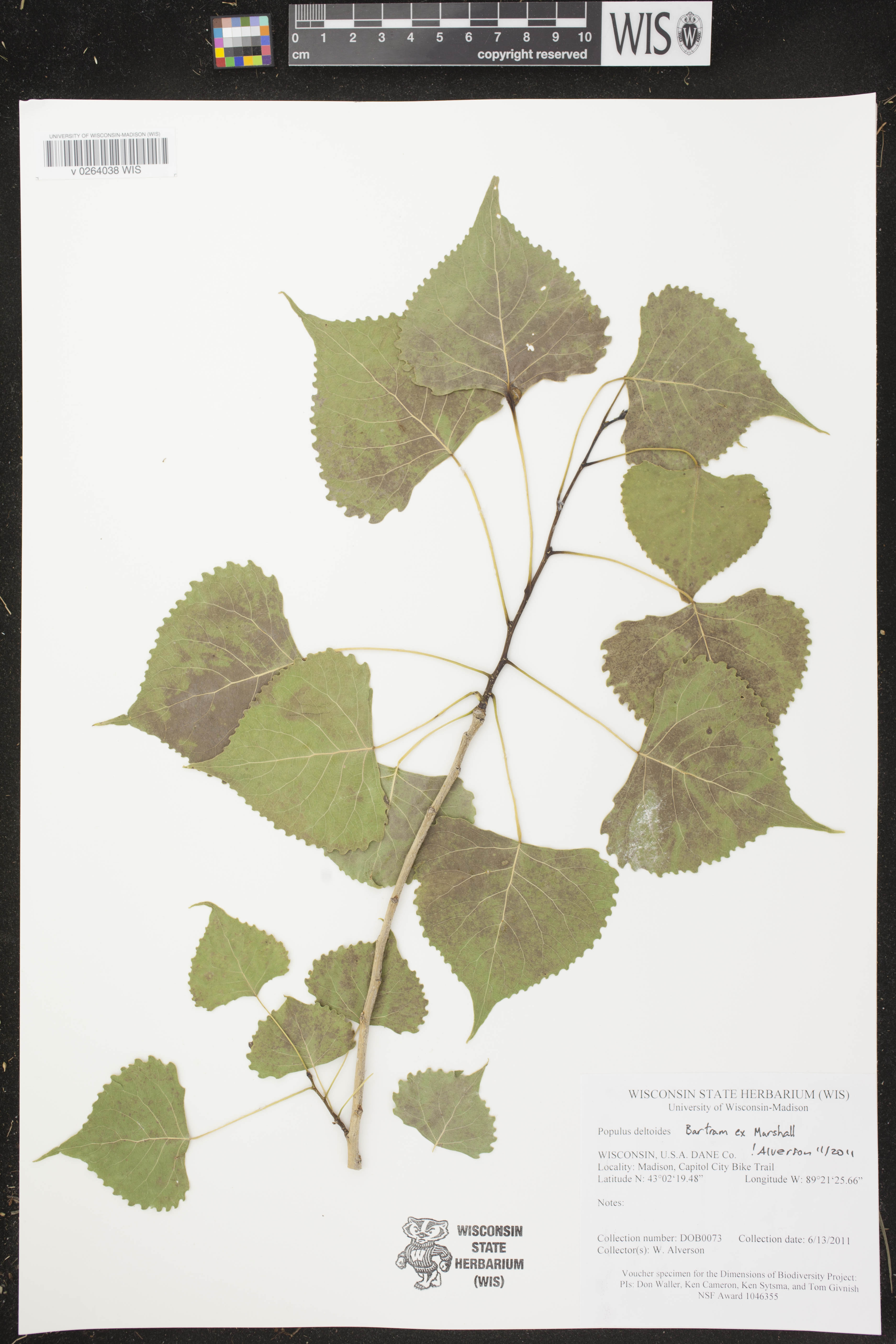 Populus deltoides image