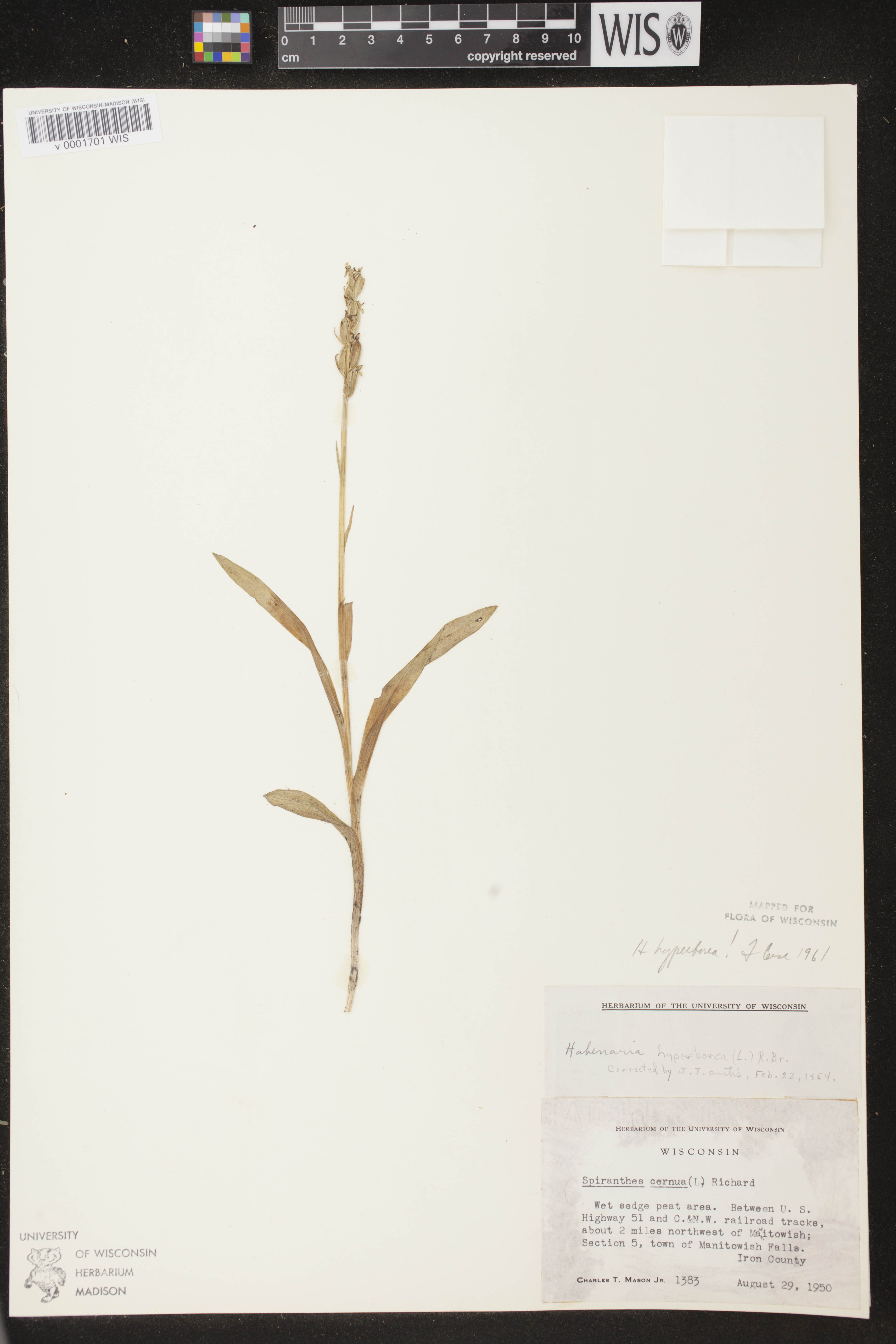 Platanthera huronensis image