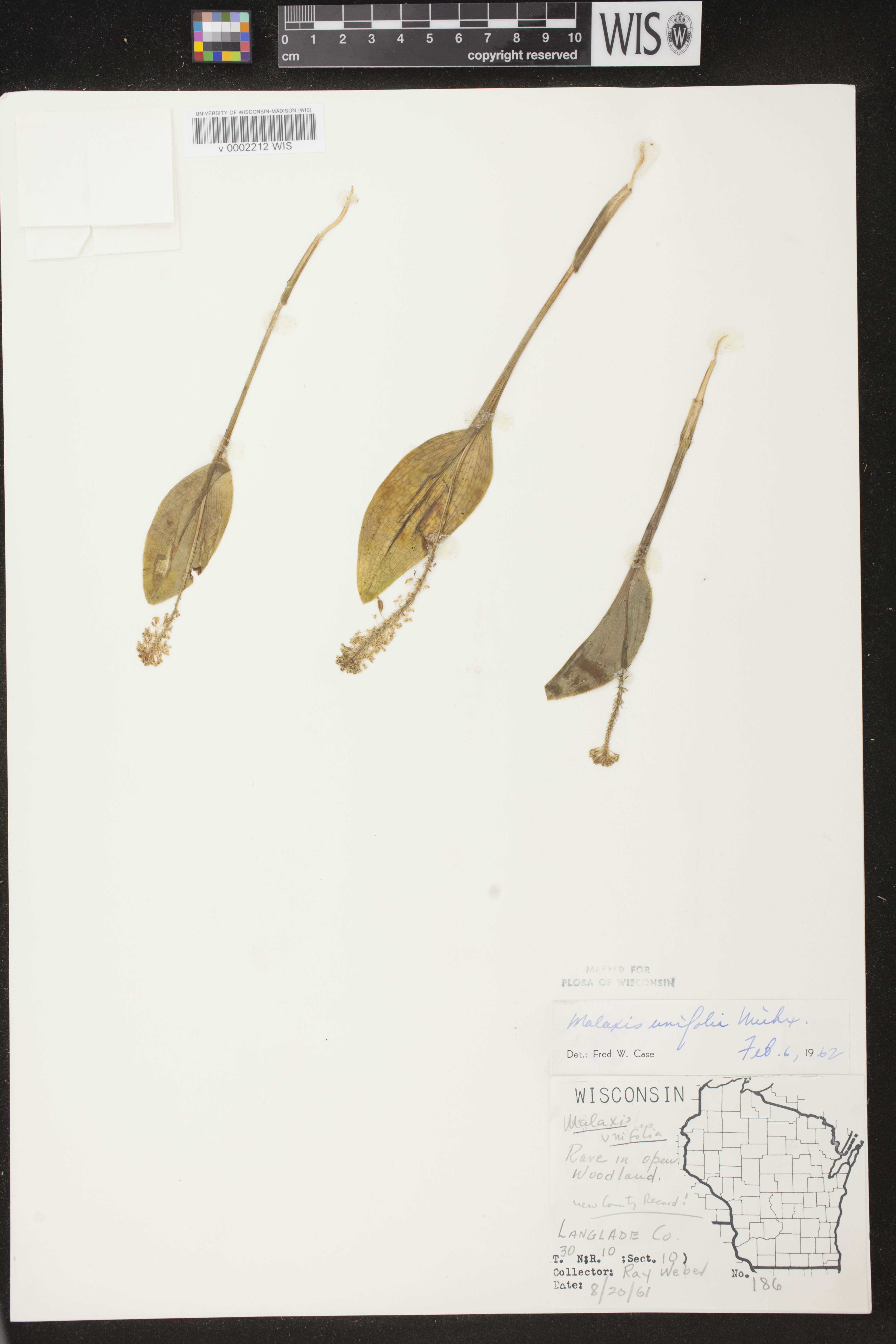 Malaxis unifolia image
