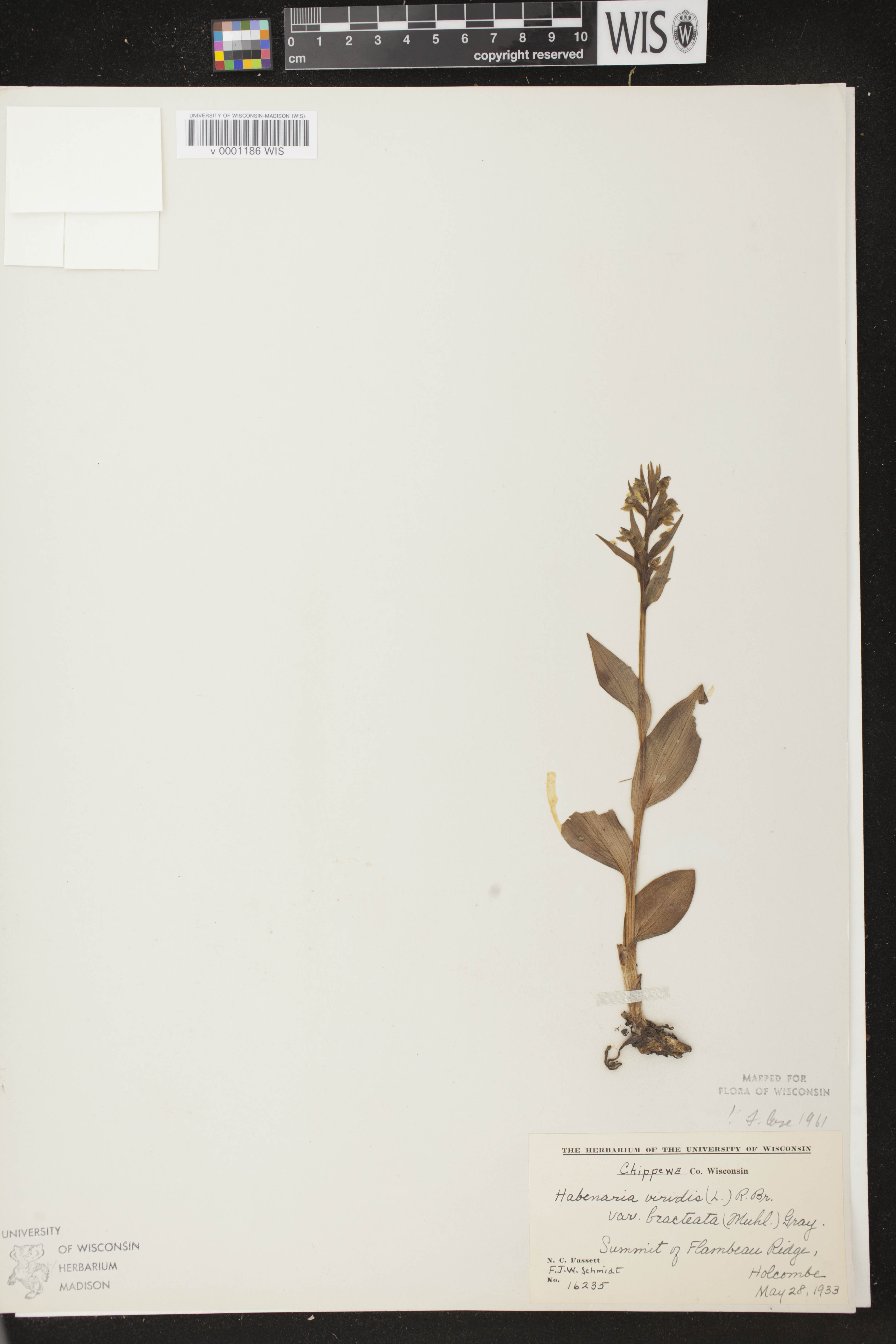 Coeloglossum viride var. virescens image