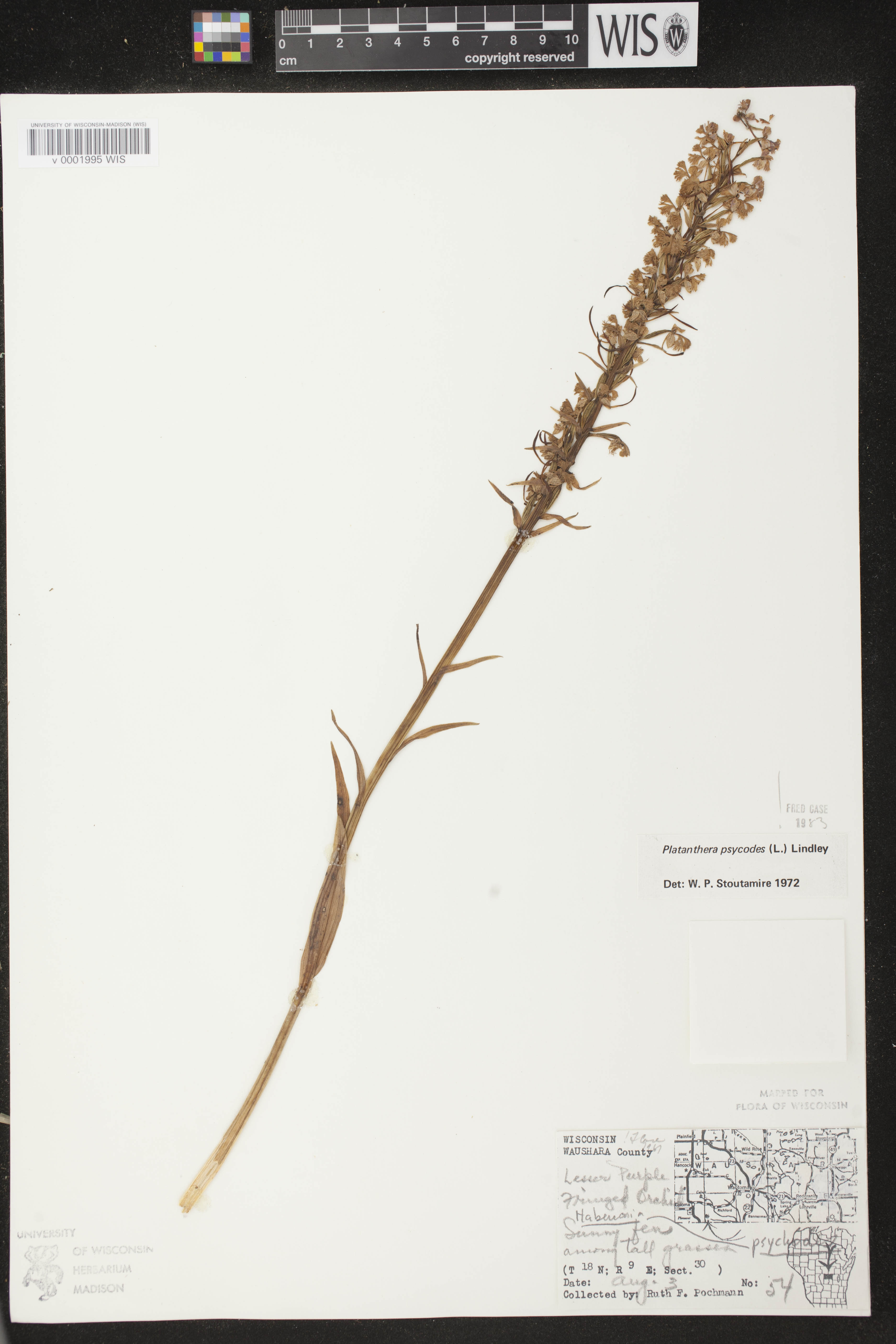 Platanthera psycodes image